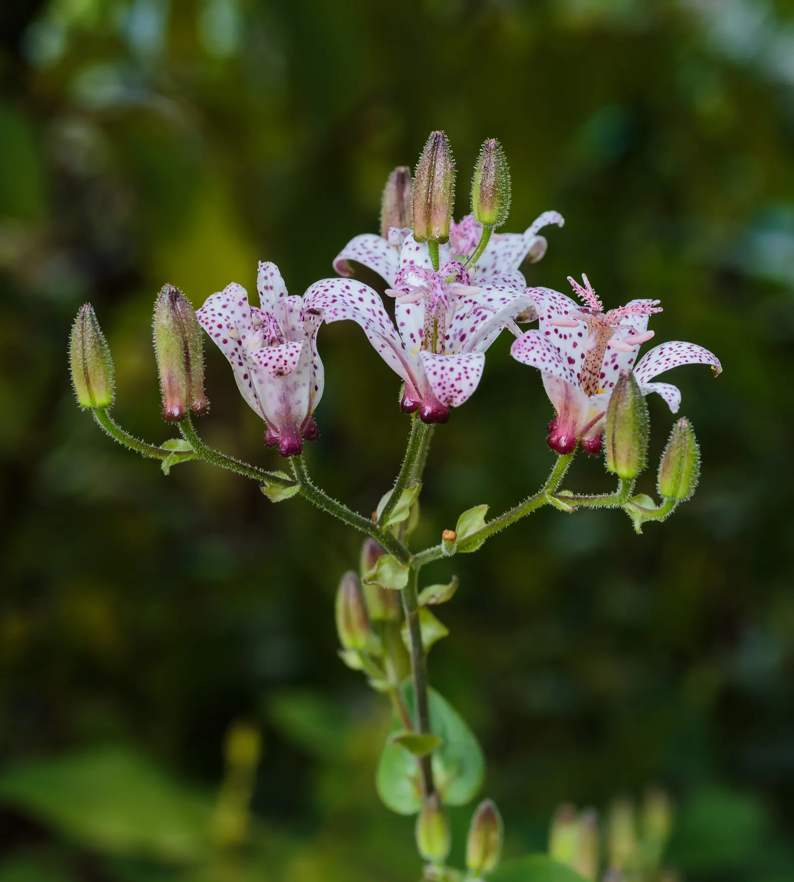 Toad Lily (Tricyrtis Hirta) — making it an ideal understory plant that adds texture and interest without dominating the space; commonly referred to, image 121