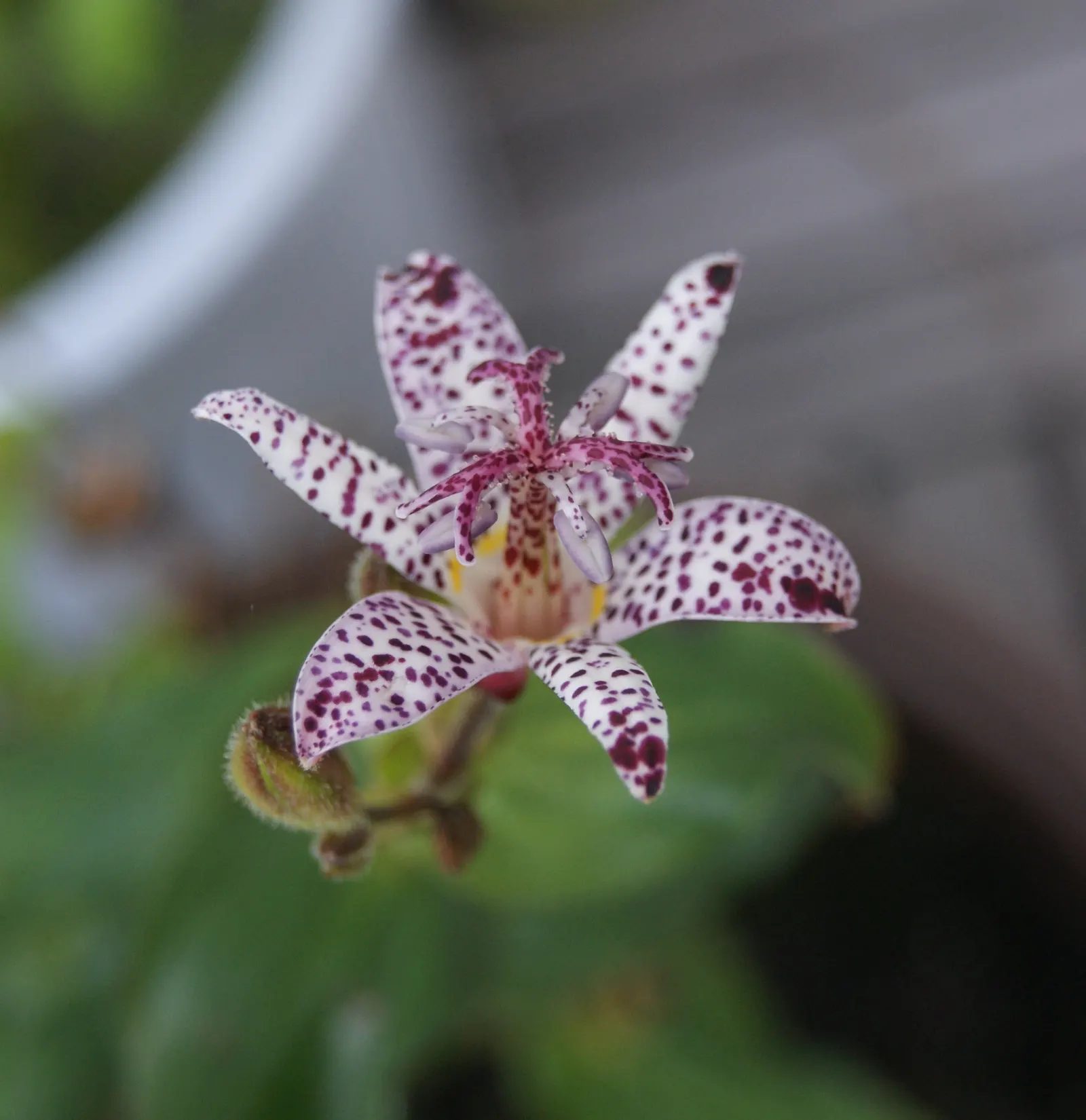 Toad Lily (Tricyrtis Hirta) — reaching 2 to 3 feet in height and spreading up to 2 feet wide; multi-colored and purple and red and white flowers in, image 85
