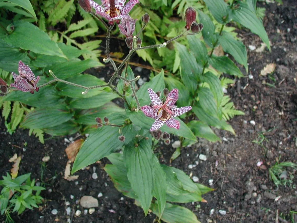 Toad Lily (Tricyrtis Hirta) — This unique plant demands well-draining soil rich in organic matter; perennial for half, image 93