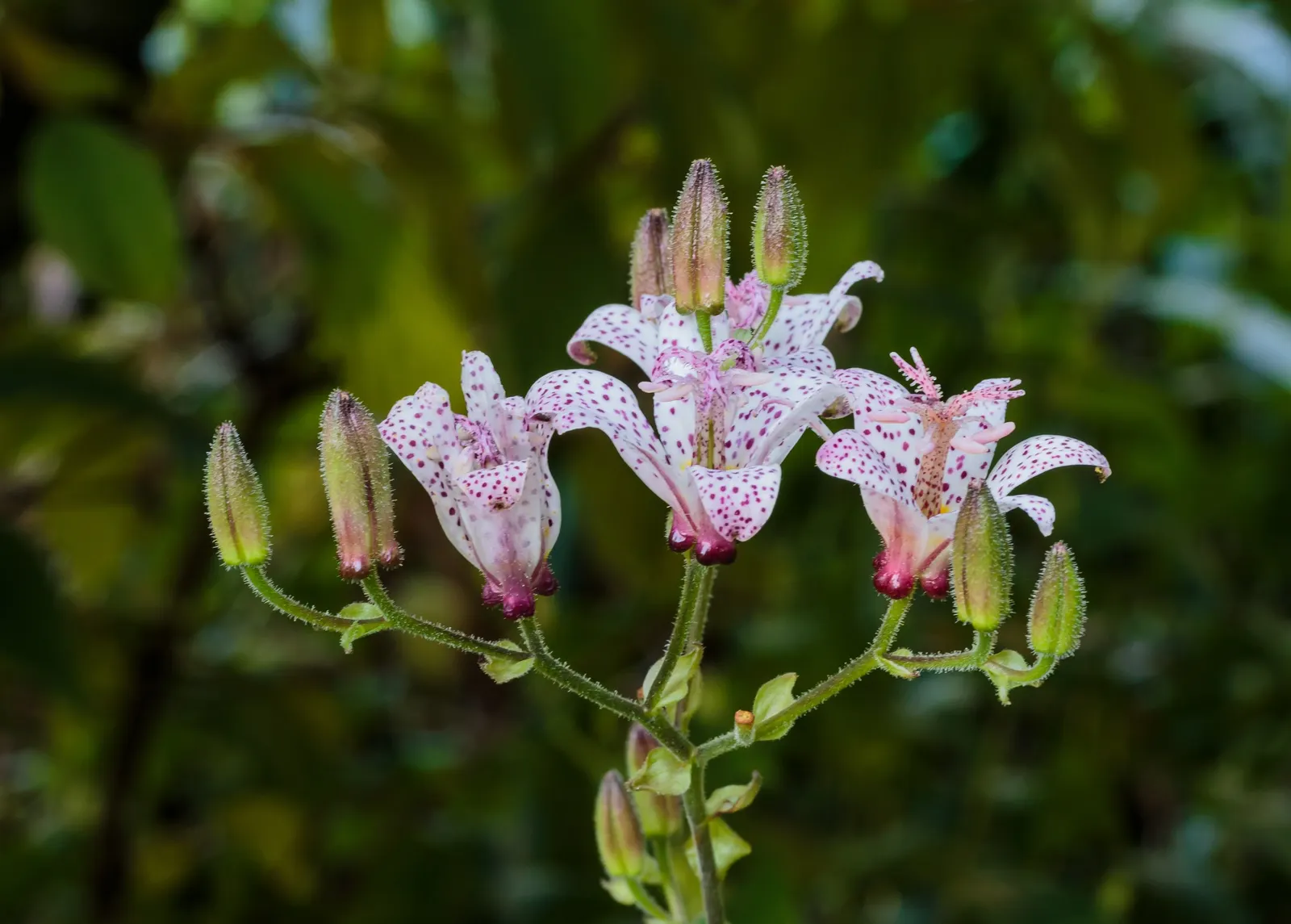 Toad Lily (Tricyrtis Hirta) — Its blooms are a visual delight - orchid-like, image 122