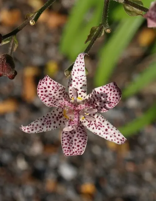 Toad Lily (Tricyrtis Hirta) — commonly known as Toad Lily
