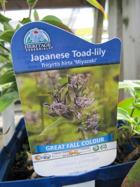 Toad Lily (Tricyrtis Hirta) — Flower colors range from white to lavender; is a remarkable perennial that adds a touch of exotic elegance to any, image 98