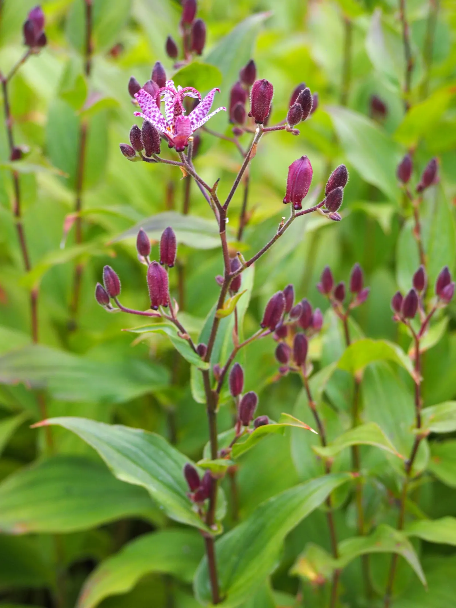 Toad Lily (Tricyrtis Hirta) — Hardy in zones 4-9, it offers late-season interest; this unique plant demands well-draining soil rich in organic, image 114