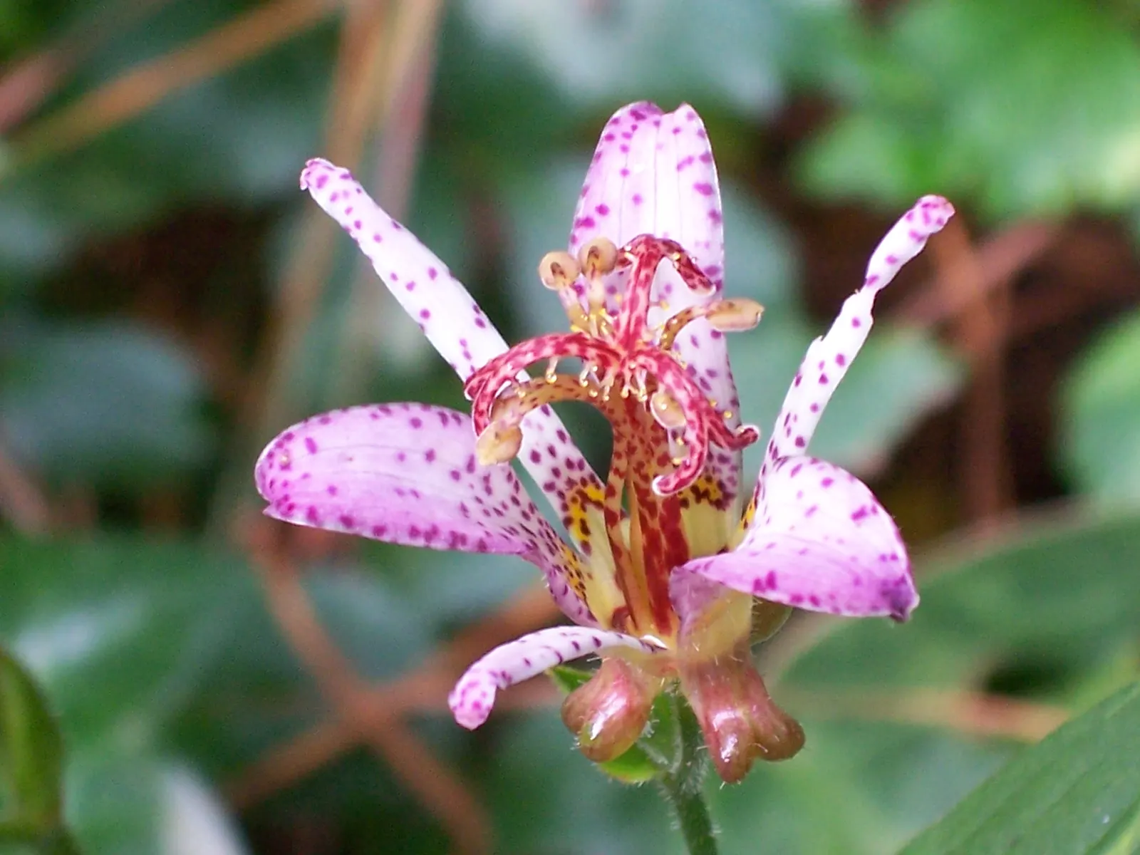 Toad Lily (Tricyrtis Hirta) — or interspersed among ferns and hostas, image 104