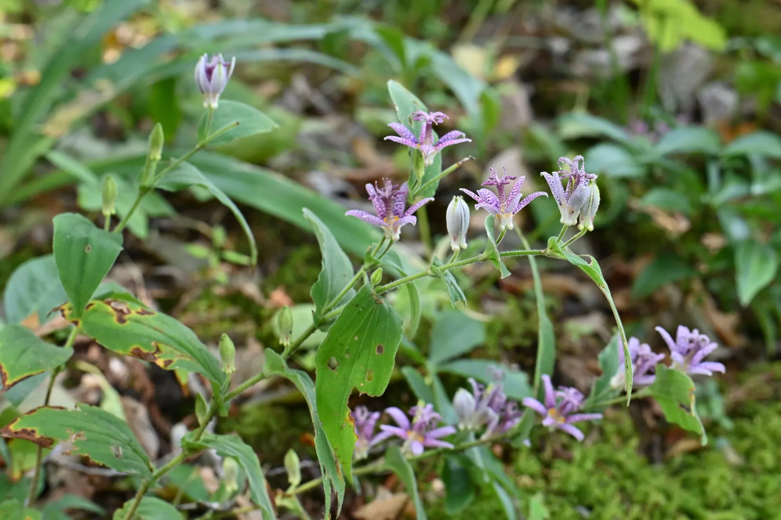 Toad Lily (Tricyrtis Hirta) — reaching 2 to 3 feet in height and spreading up to 2 feet wide