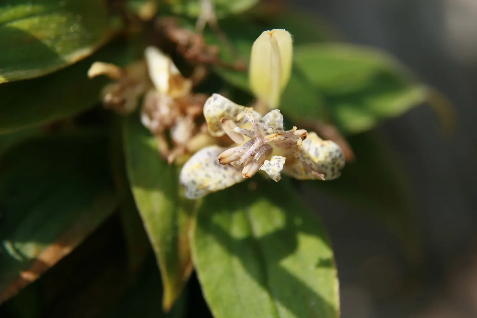 Toad Lily (Tricyrtis Hirta) — This unique plant demands well-draining soil rich in organic matter; perennial for half, image 66