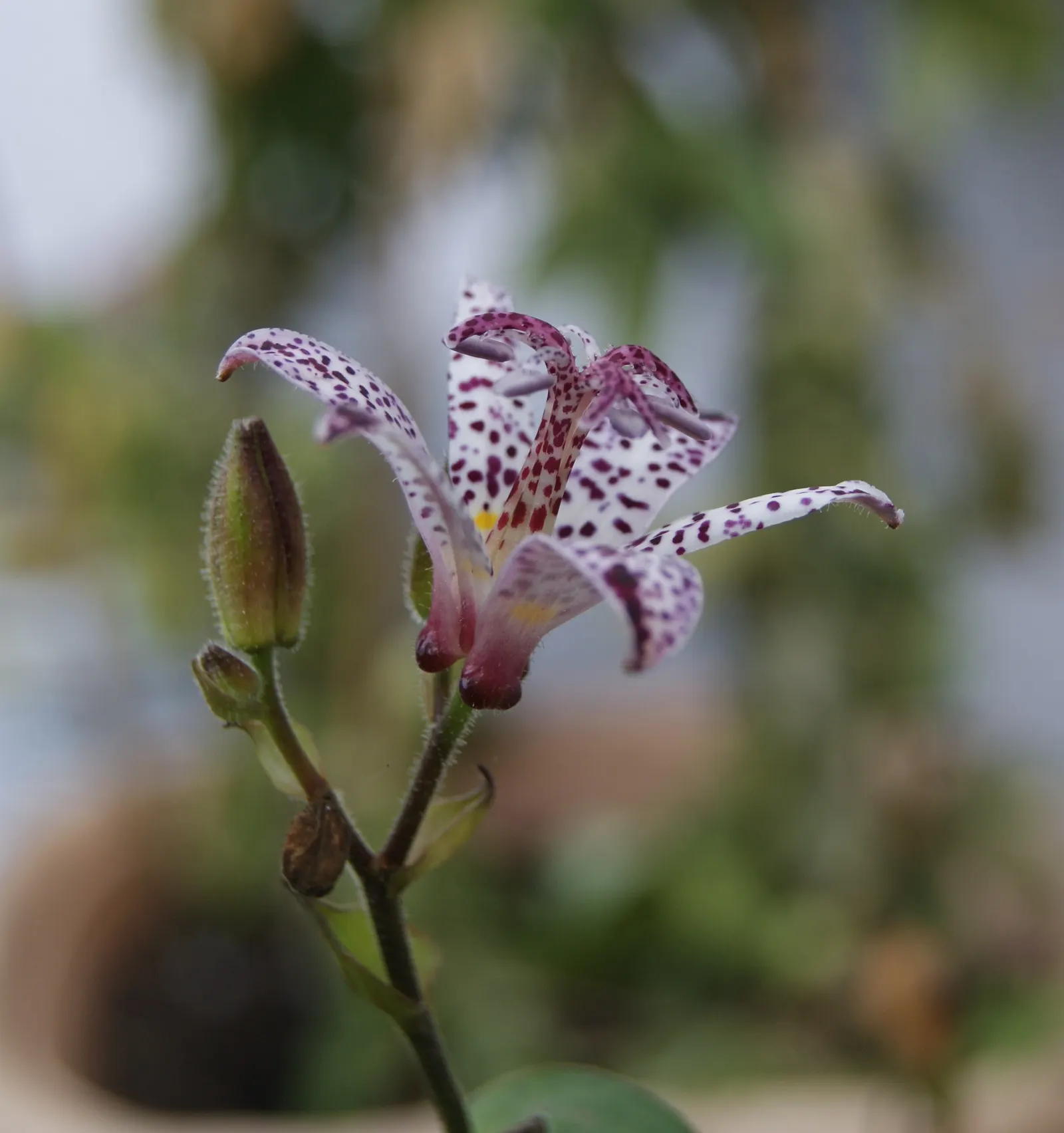 Toad Lily (Tricyrtis Hirta) — Tricyrtis hirta is sure to add intrigue and beauty to the landscape; preferring partial to full shade, image 78