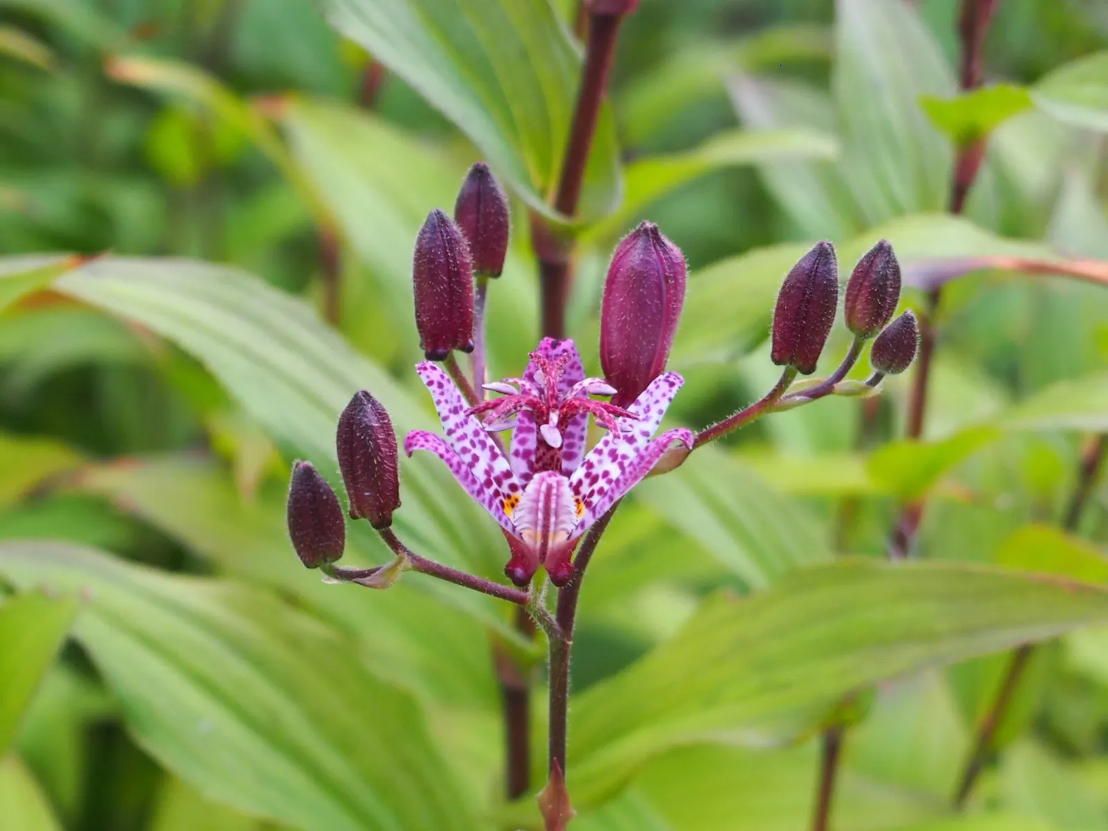 Toad Lily (Tricyrtis Hirta) — blooming in late summer to fall; under the canopy of larger trees or even nestled on the north side of buildings, image 110