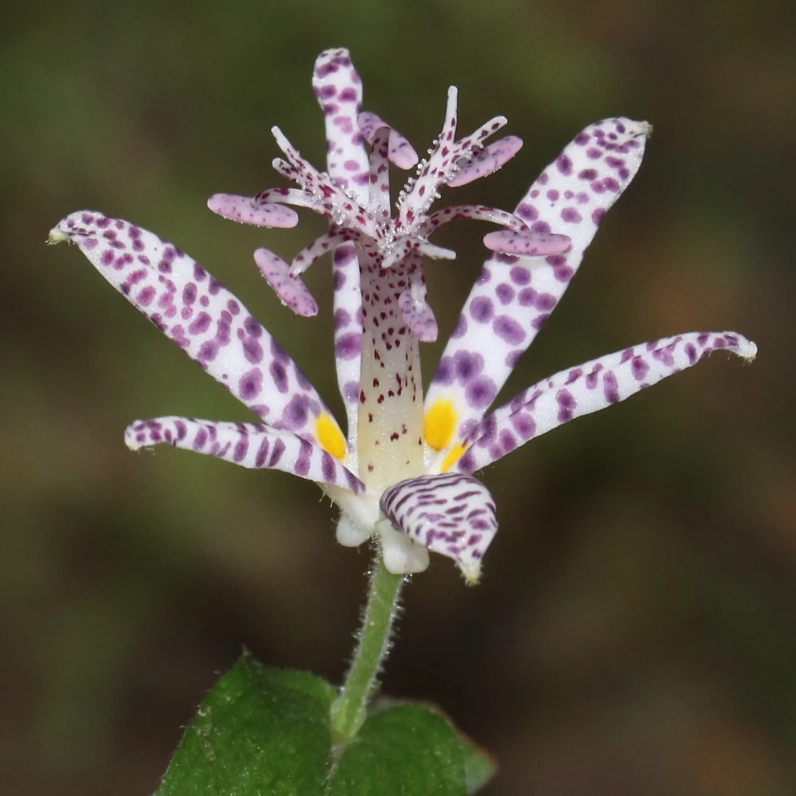 Toad Lily (Tricyrtis Hirta) — under the canopy of larger trees or even nestled on the north side of buildings; arranged in an alternating pattern, image 92