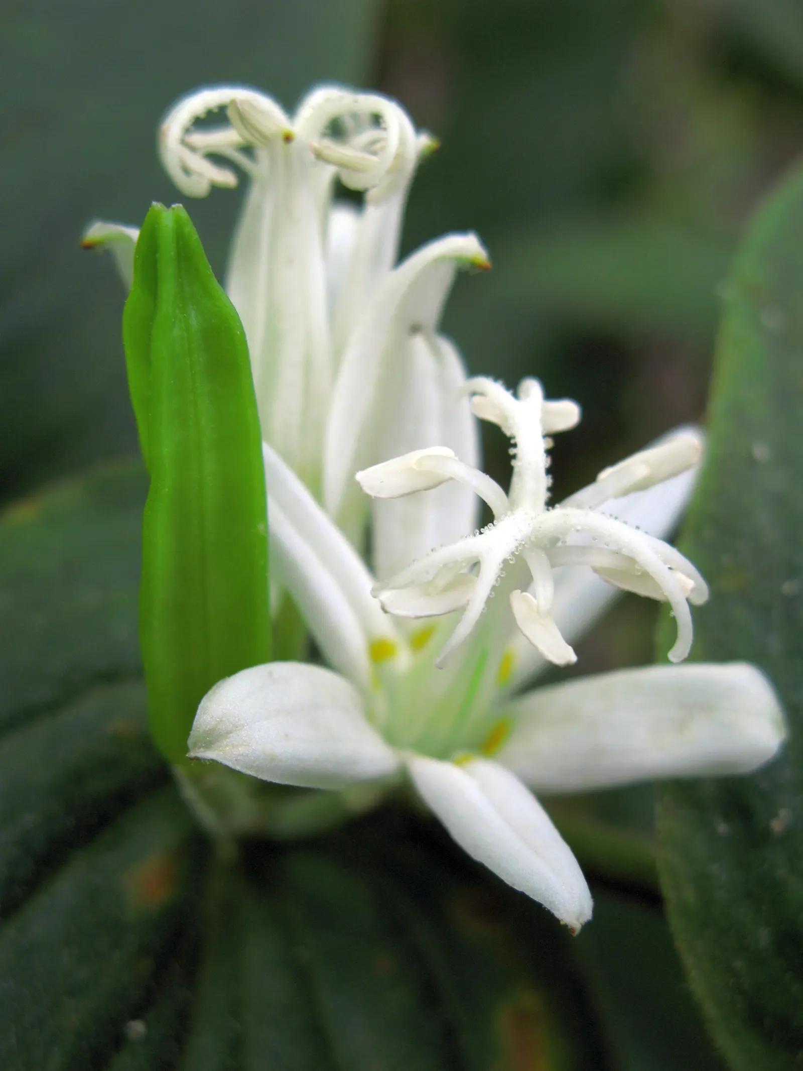 Toad Lily (Tricyrtis Hirta) — This plant requires consistent moisture, with weekly watering advised especially during dry spells