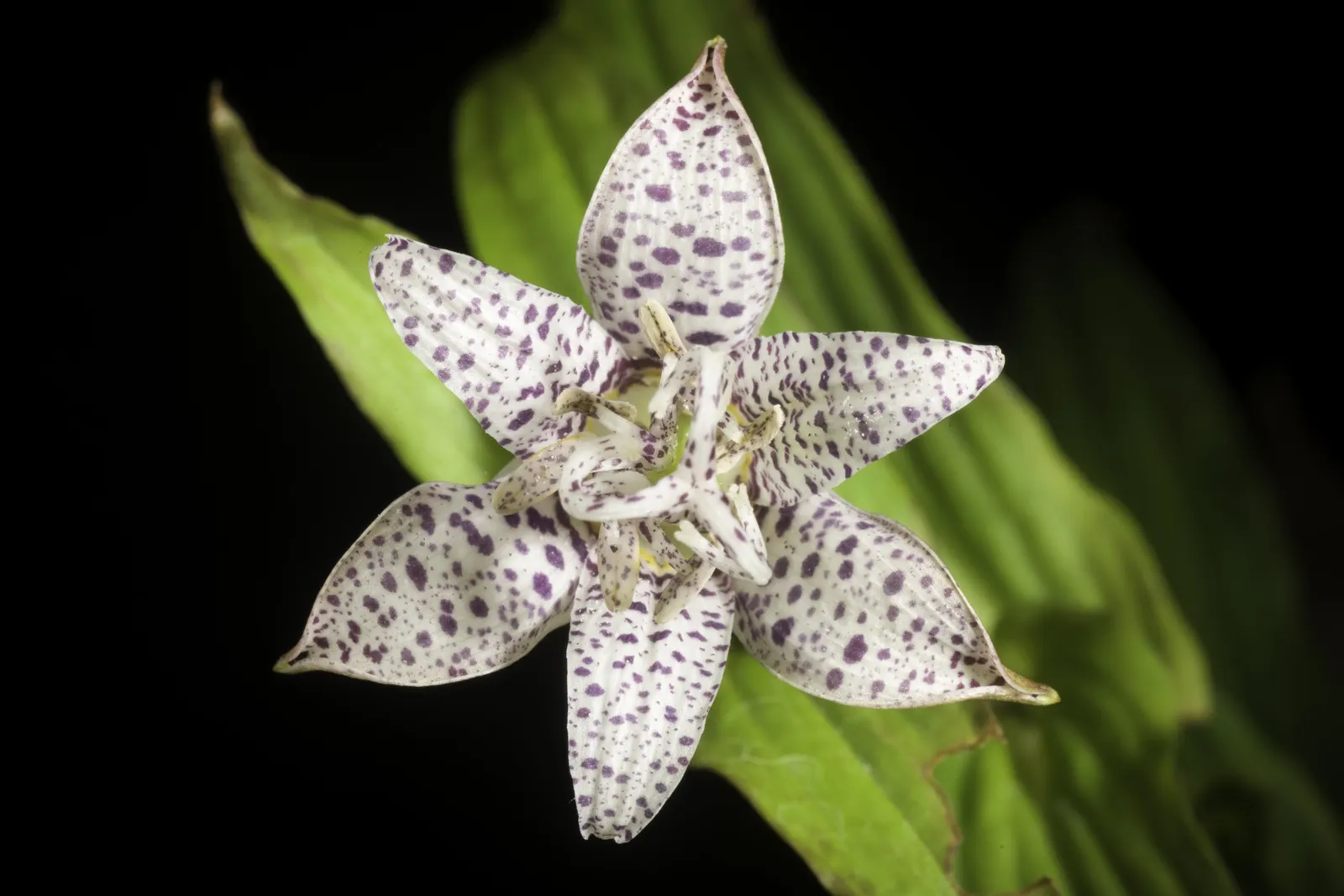 Toad Lily (Tricyrtis Hirta) — Hardy in zones 4-9, it offers late-season interest; this unique plant demands well-draining soil rich in organic matter