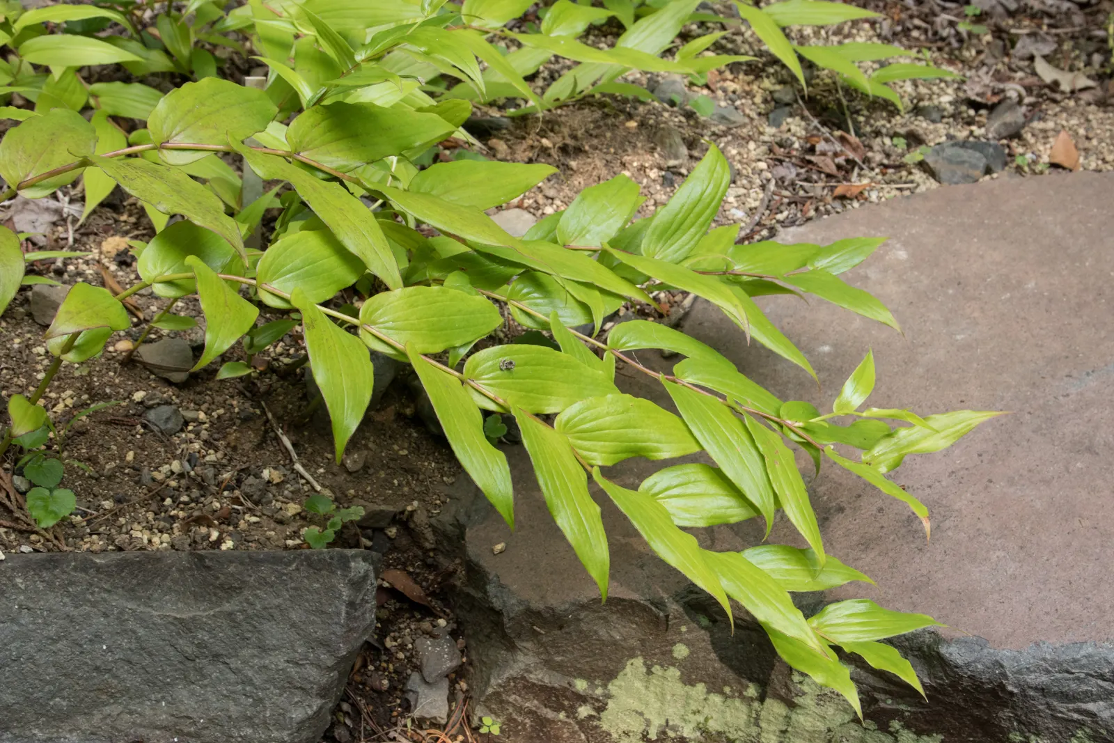 Toad Lily (Tricyrtis Hirta) — This unique plant demands well-draining soil rich in organic matter; perennial for half