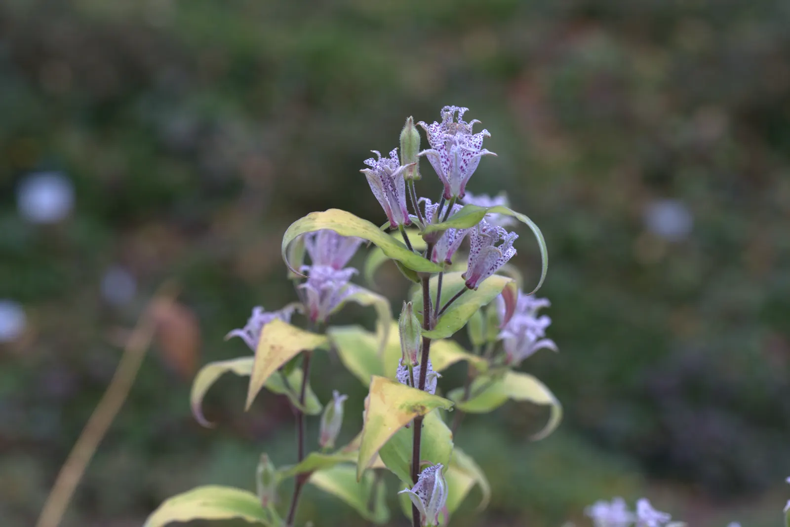 Toad Lily (Tricyrtis Hirta) — Tricyrtis hirta is sure to add intrigue and beauty to the landscape