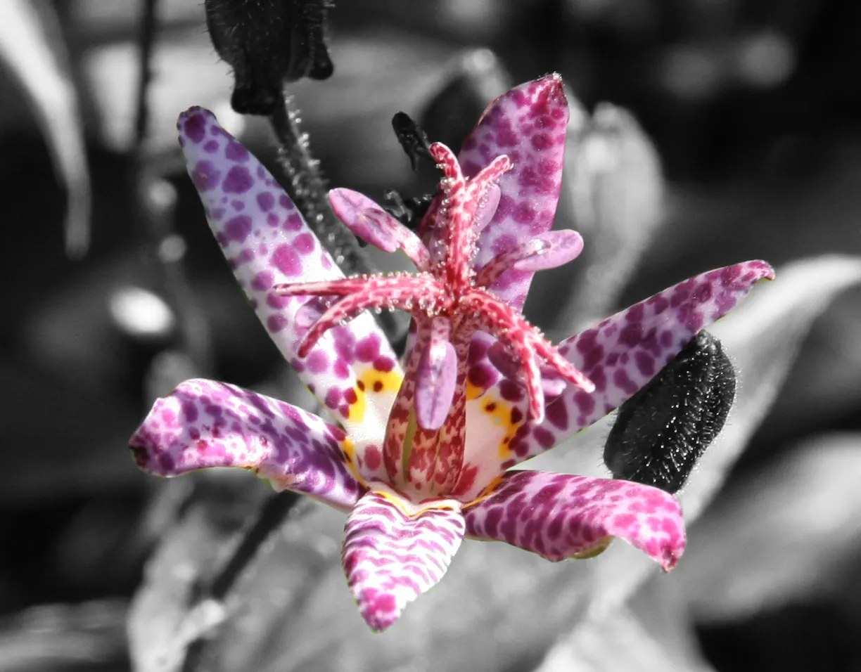 Toad Lily (Tricyrtis Hirta) — heavily spotted with deep purple; speckled flowers appear in late summer to fall, image 126