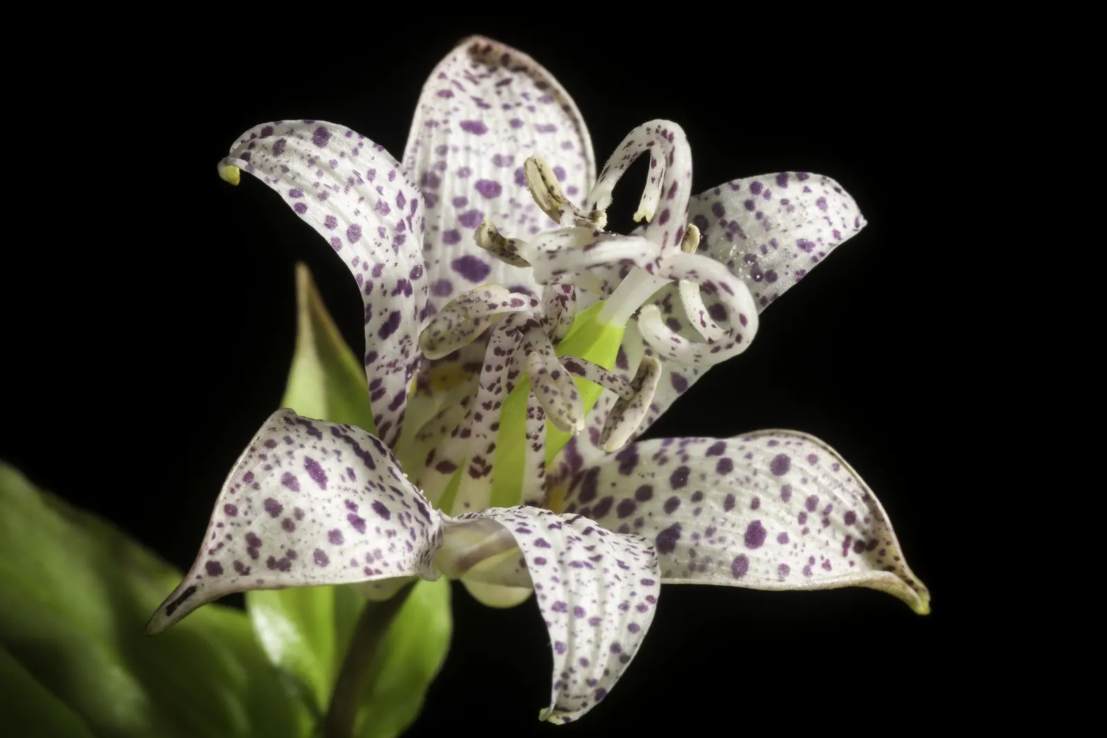 Toad Lily (Tricyrtis Hirta) — reaching 2 to 3 feet in height and spreading up to 2 feet wide; multi-colored and purple and red and white flowers in the garden