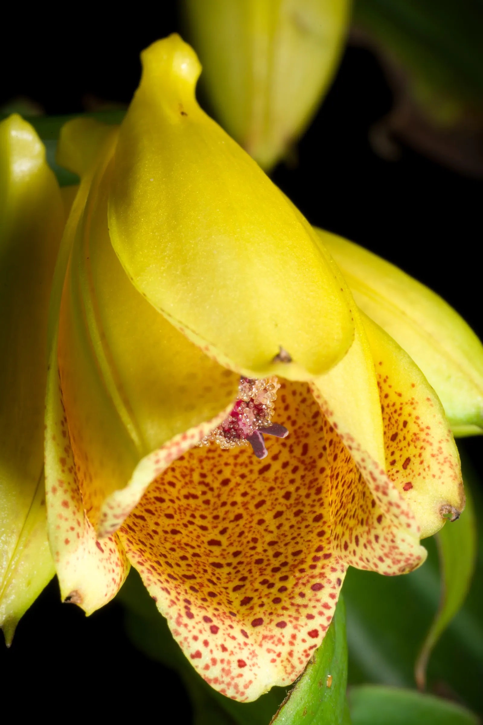 Toad Lily (Tricyrtis Hirta) — Preferring partial to full shade; heavily spotted with deep purple, image 57