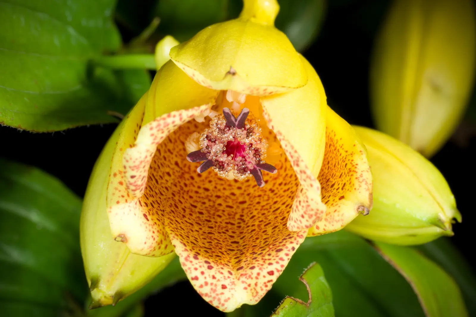 Toad Lily (Tricyrtis Hirta) — Flower colors range from white to lavender; is a remarkable perennial that adds a touch of exotic elegance to any shade garden