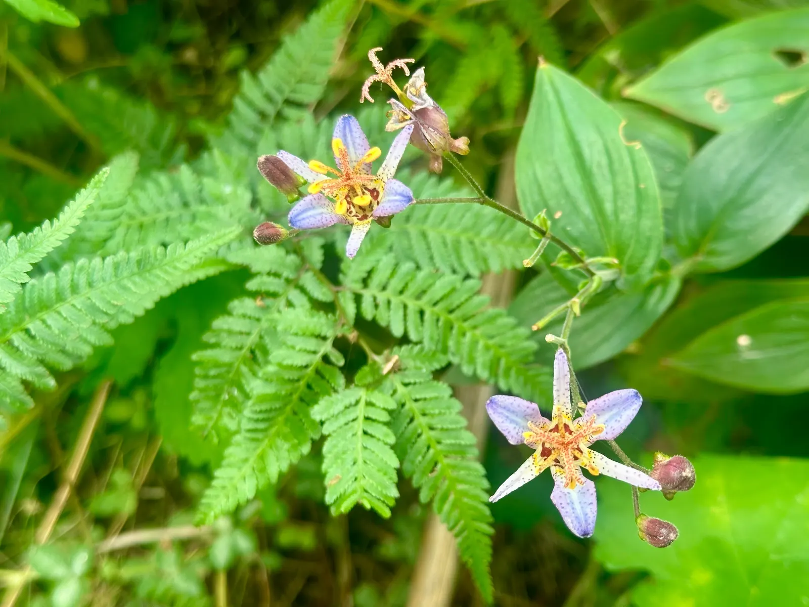 Toad Lily (Tricyrtis Hirta) — glossy green leaves that can be up to 6 inches long; enriching the biodiversity of the space, image 127