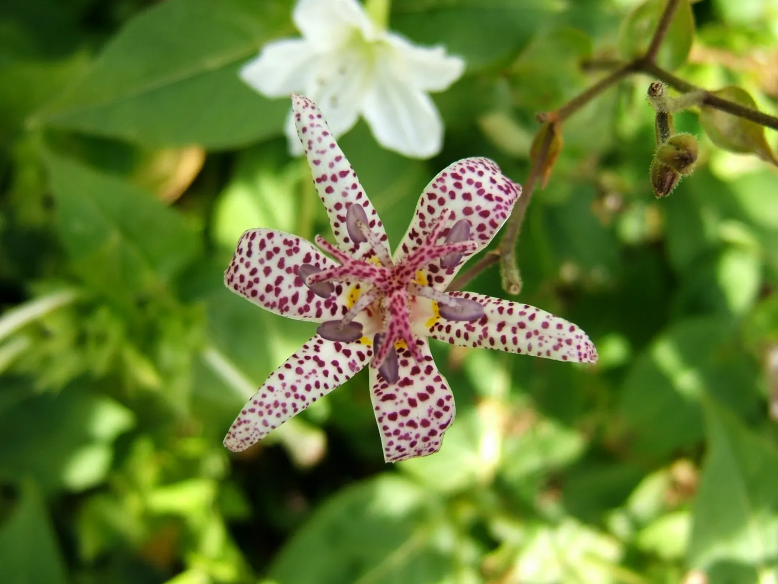 Toad Lily (Tricyrtis Hirta) — is a remarkable perennial that adds a touch of exotic elegance to any shade garden; perennial with multi-colored and, image 62