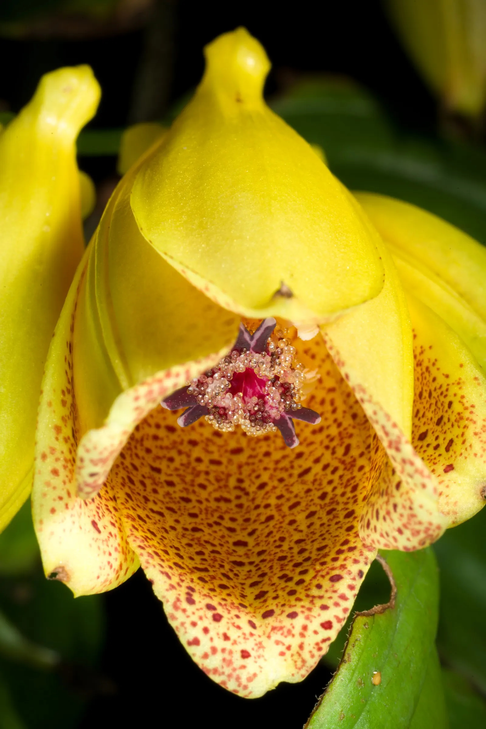 Toad Lily (Tricyrtis Hirta) — perennial with multi-colored and purple and red and white blooms; flower colors range from white to lavender