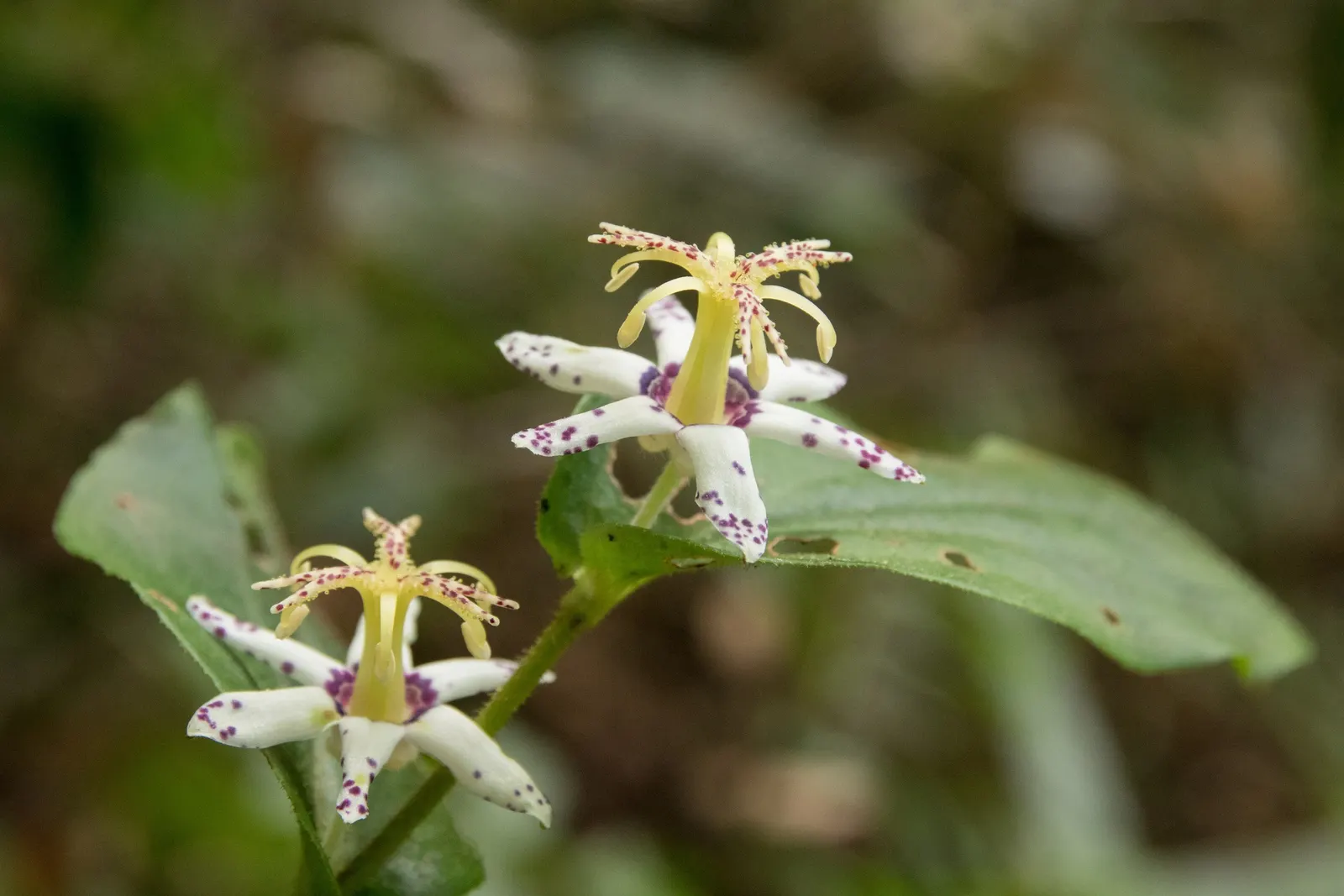 Toad Lily (Tricyrtis Hirta) — is a remarkable perennial that adds a touch of exotic elegance to any shade garden; perennial with multi-colored and purple and