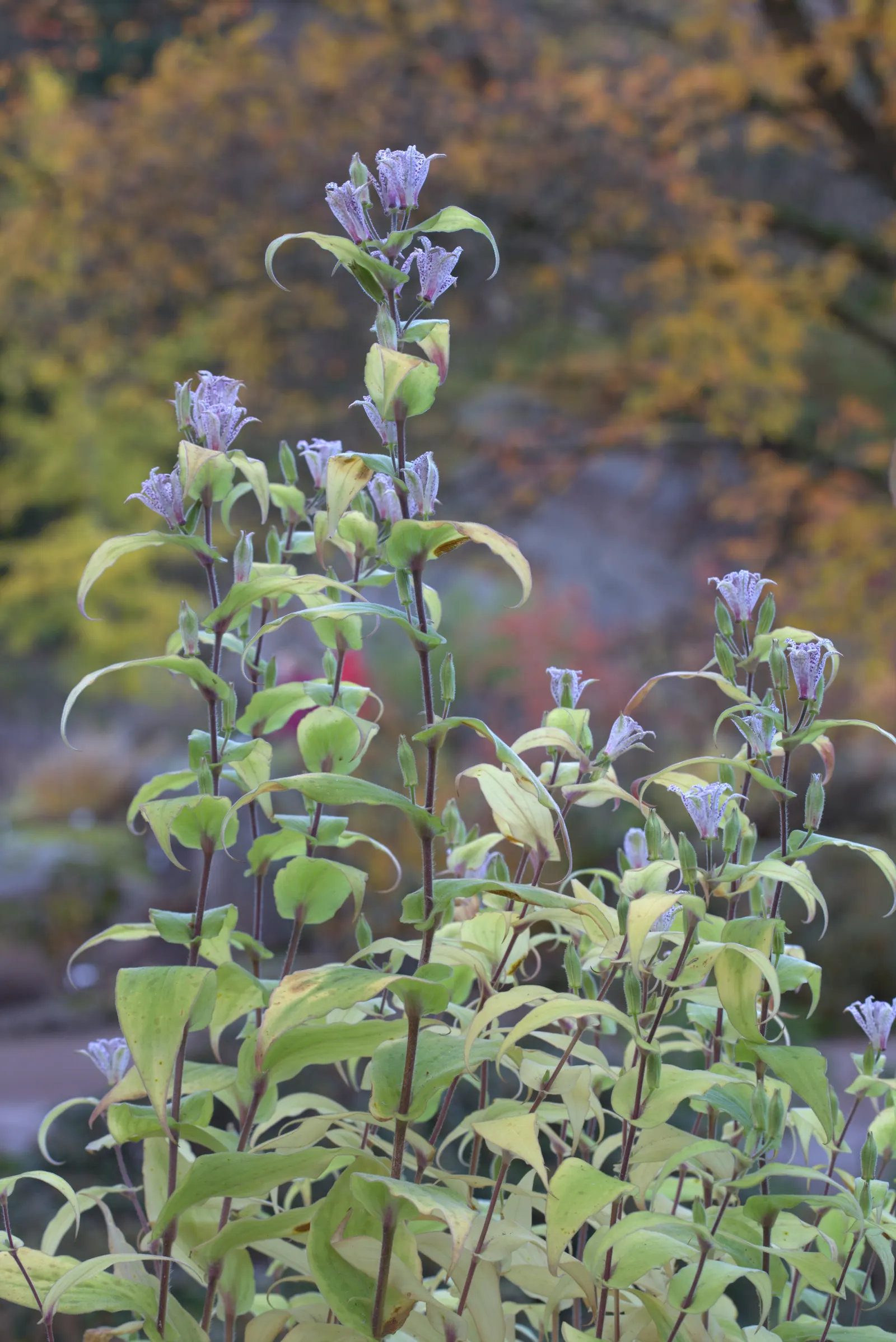 Toad Lily (Tricyrtis Hirta) — enriching the biodiversity of the space