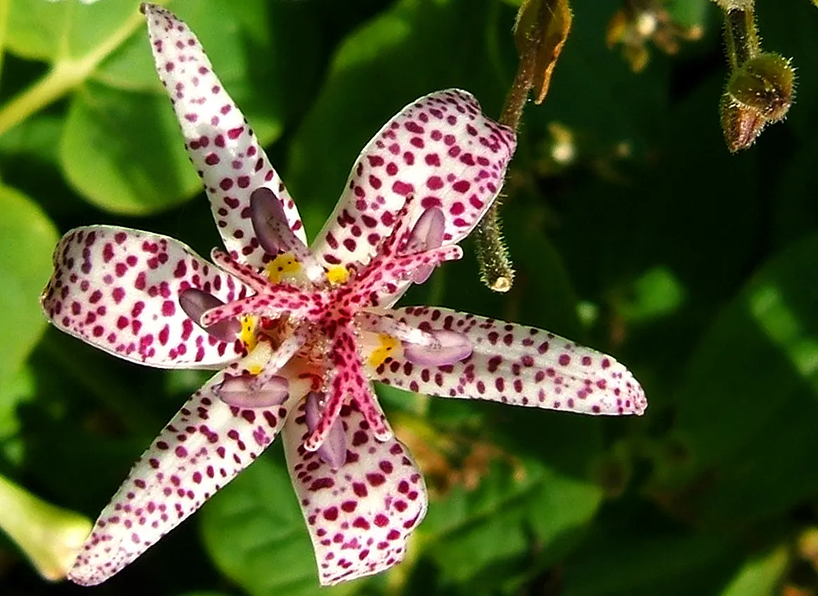 Toad Lily (Tricyrtis Hirta) — commonly referred to as Toad Lily; glossy green leaves that can be up to 6 inches long, image 61