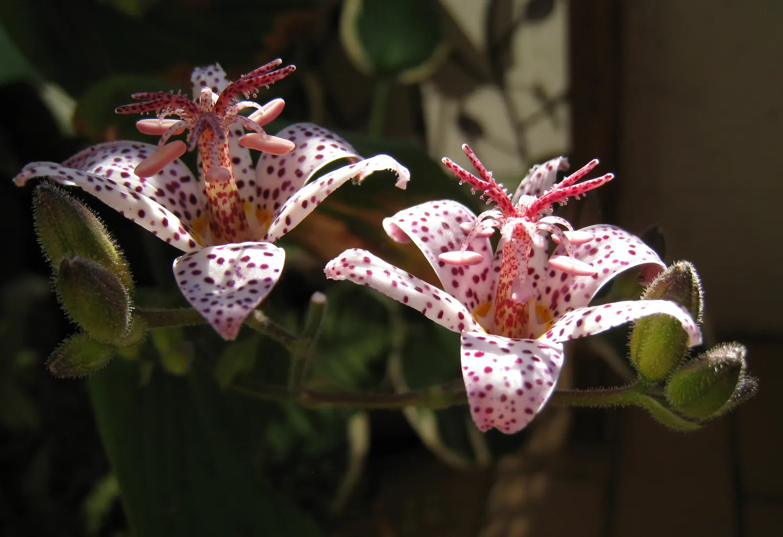 Toad Lily (Tricyrtis Hirta) — glossy green leaves that can be up to 6 inches long; enriching the biodiversity of the space, image 100
