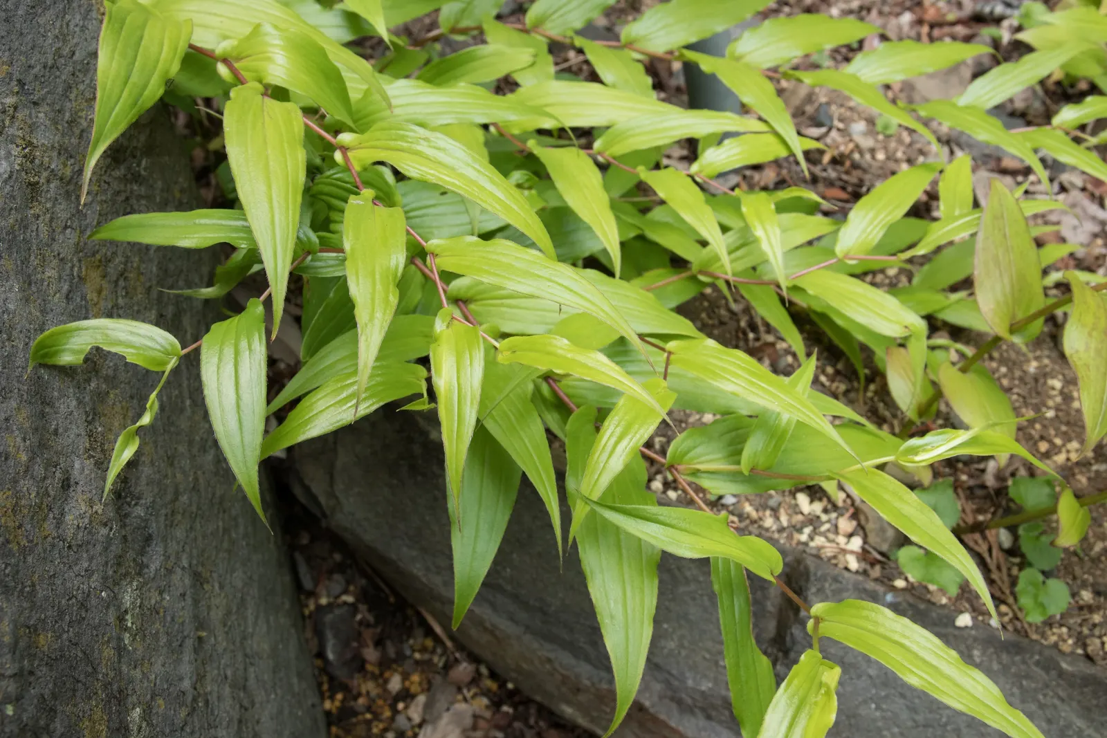 Toad Lily (Tricyrtis Hirta) — it thrives in Zones 4 through 9; hardy in zones 4-9, it offers late-season interest