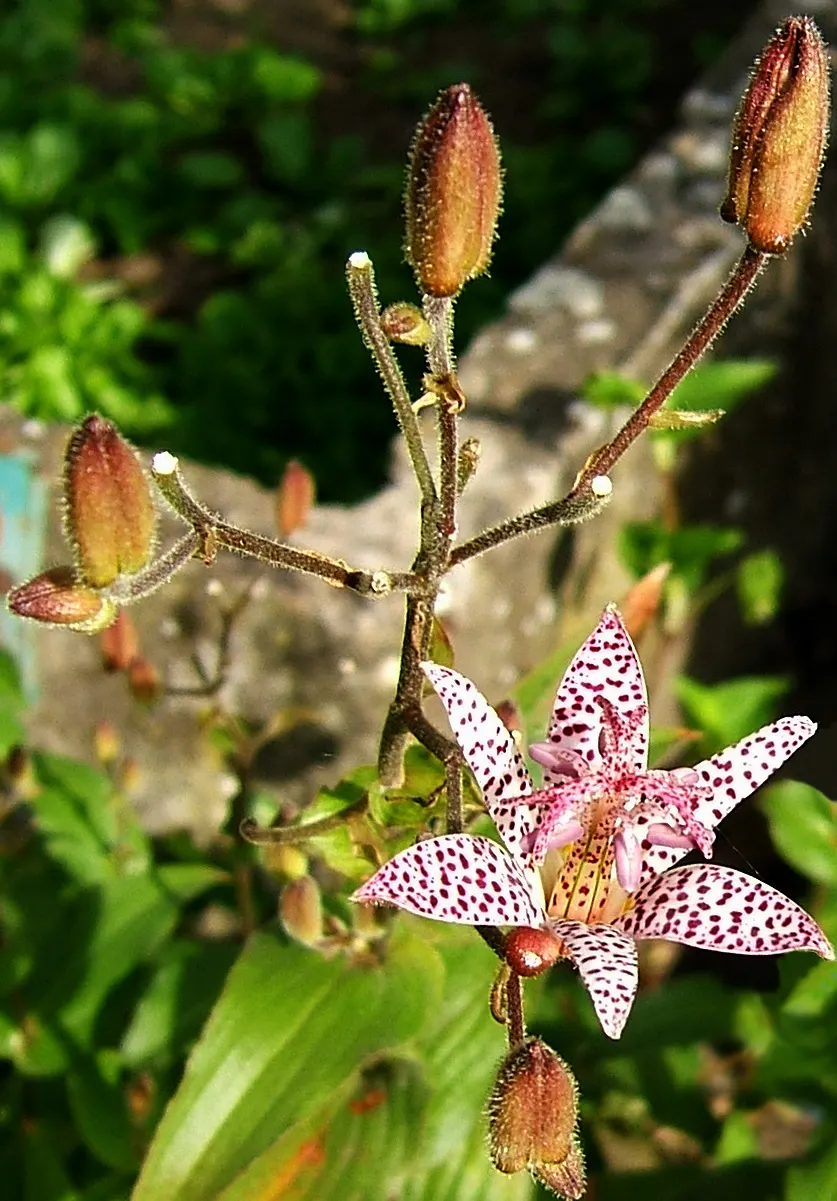 Toad Lily (Tricyrtis Hirta) — it thrives in Zones 4 through 9; hardy in zones 4-9, it offers late-season interest, image 63