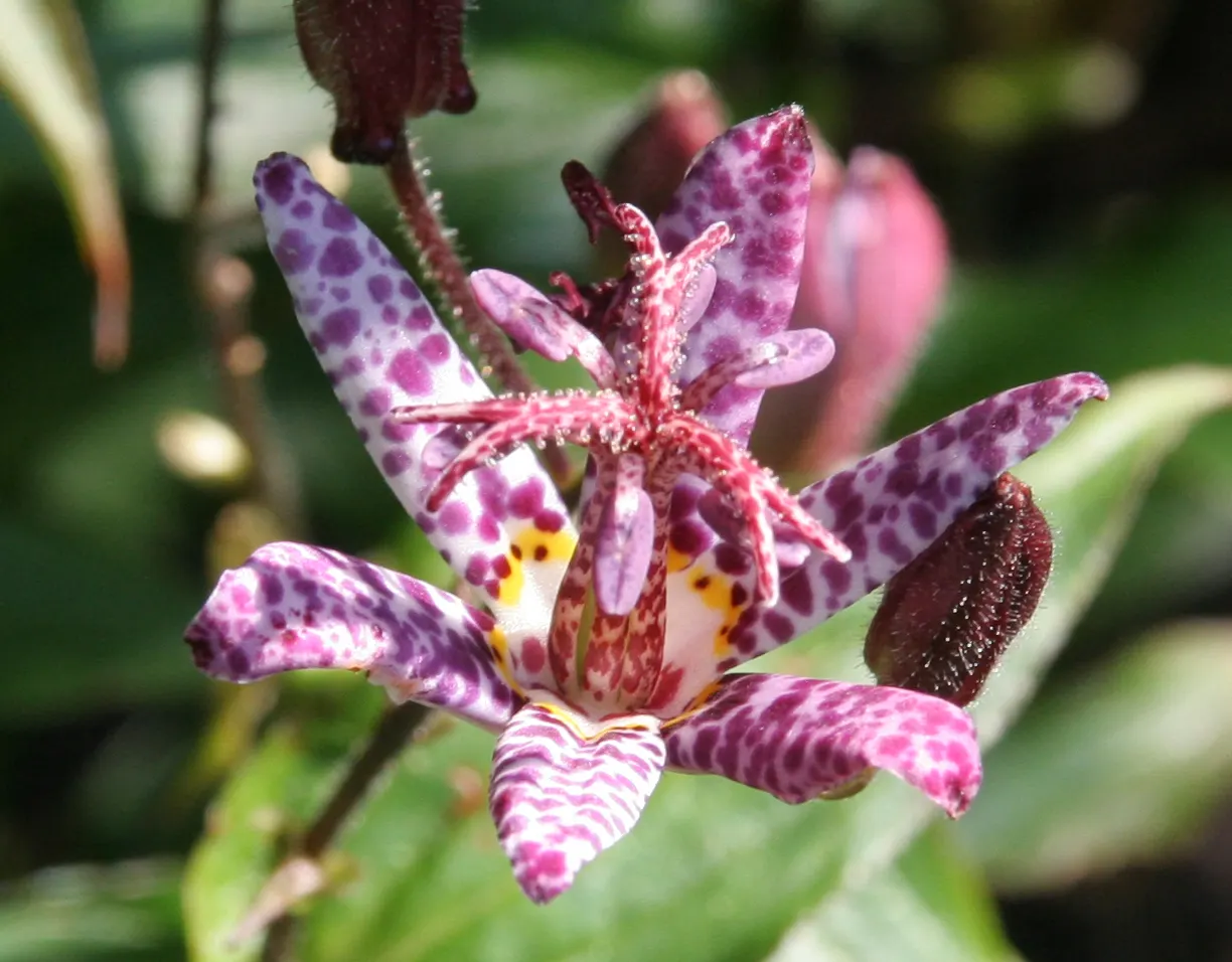 Toad Lily (Tricyrtis Hirta) — heavily spotted with deep purple; speckled flowers appear in late summer to fall, image 99