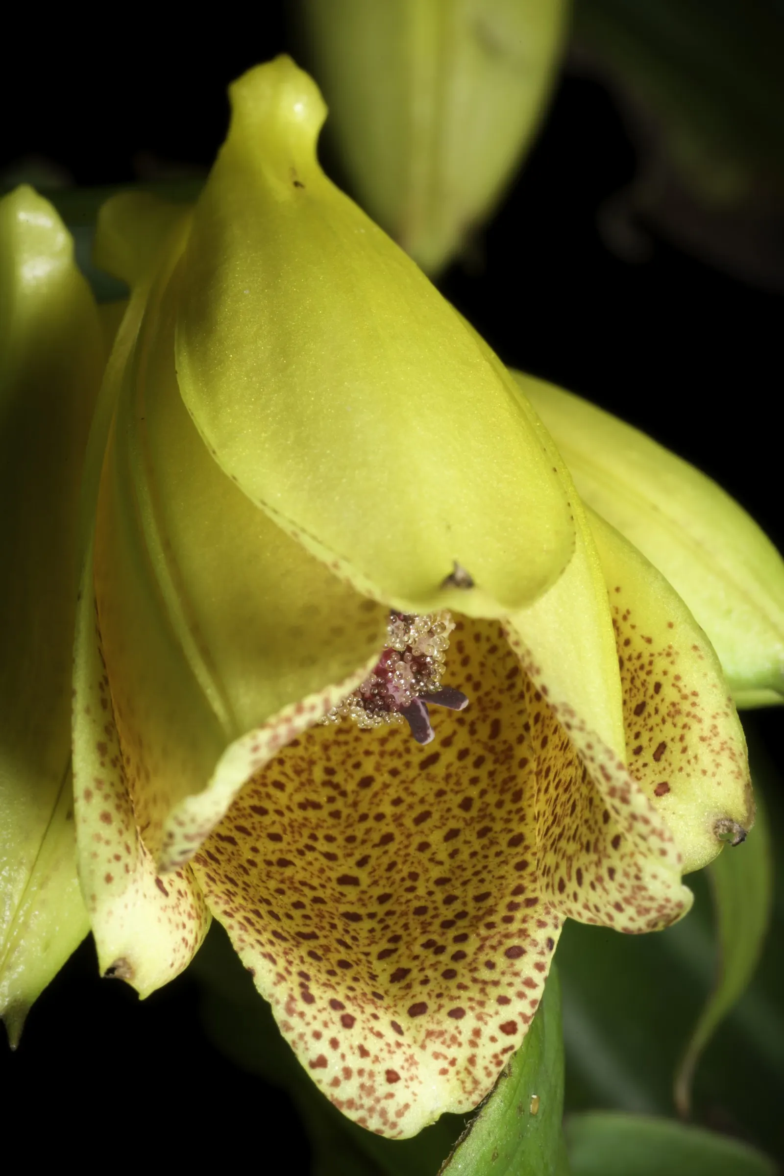 Toad Lily (Tricyrtis Hirta) — Its unique blooms and graceful arching stems add a touch of elegance to woodland gardens and shaded borders, image 59