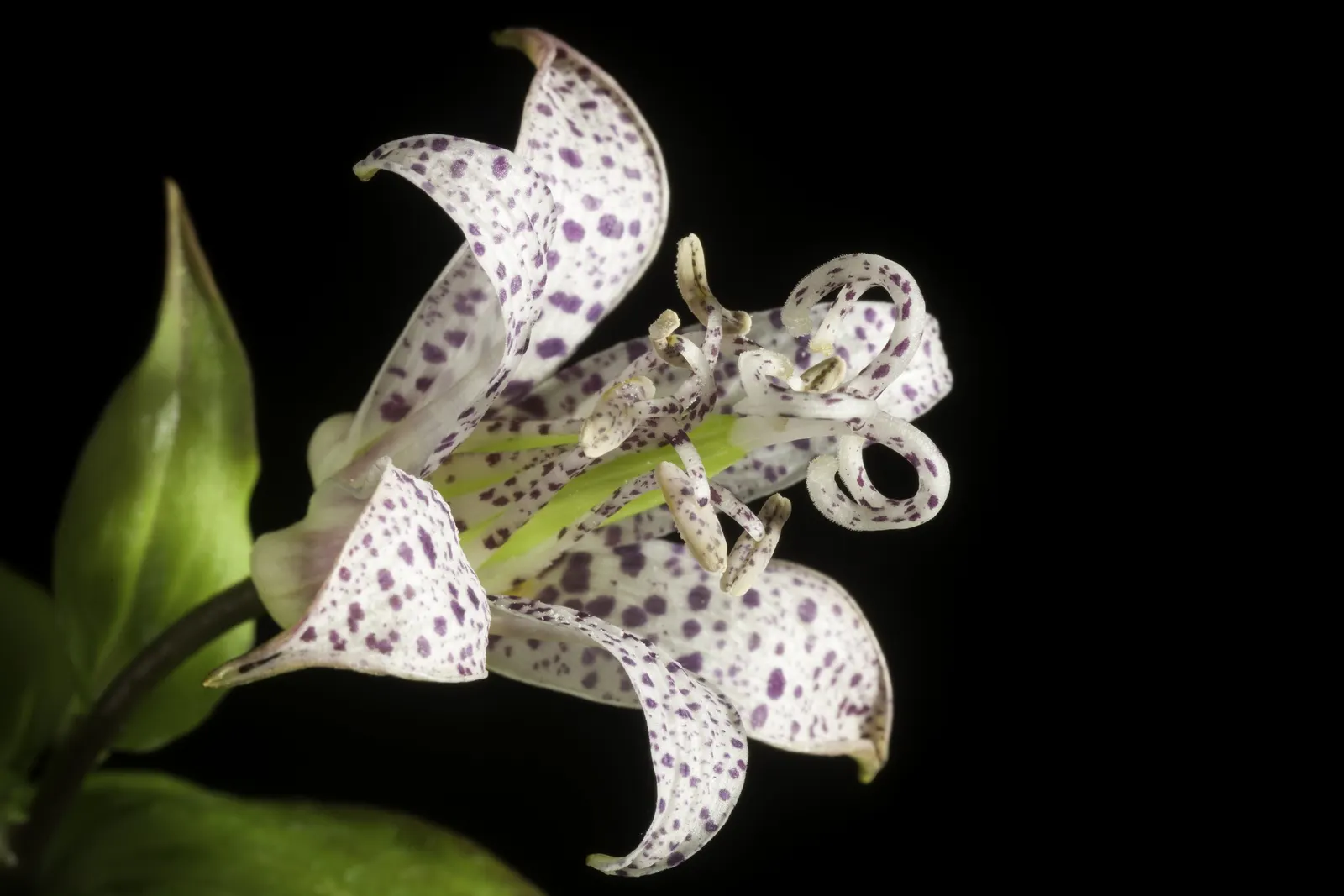Toad Lily (Tricyrtis Hirta) — blooming in late summer to fall; under the canopy of larger trees or even nestled on the north side of buildings