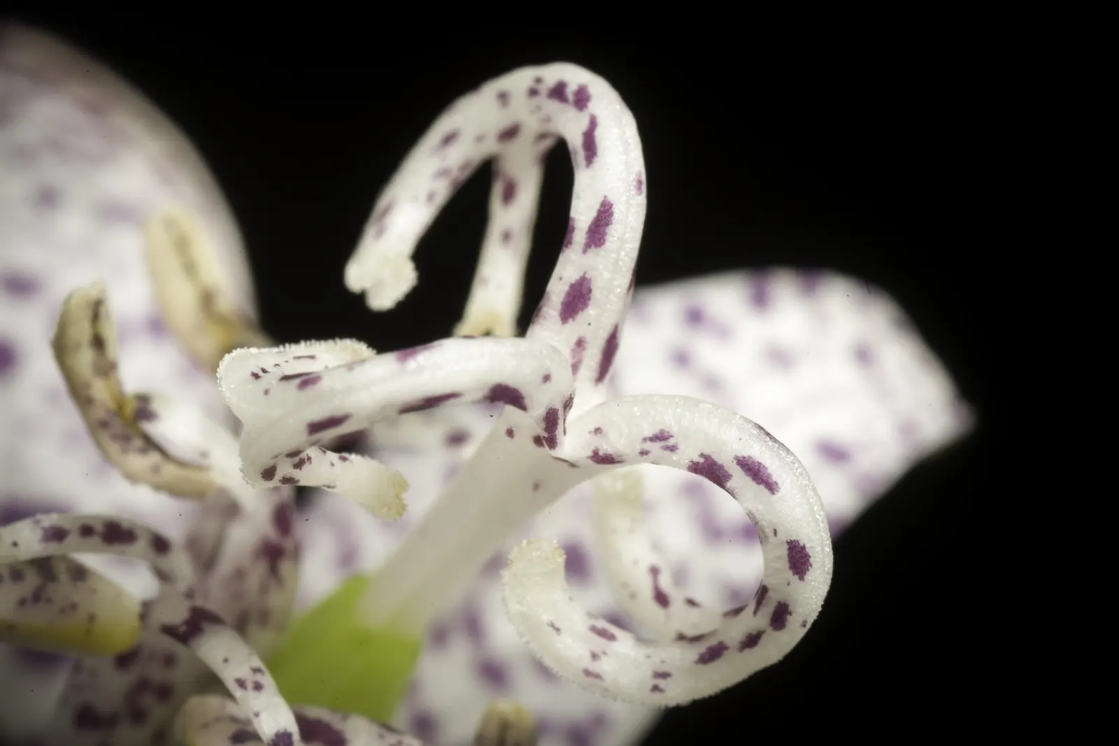 Toad Lily (Tricyrtis Hirta) — Preferring partial to full shade; heavily spotted with deep purple
