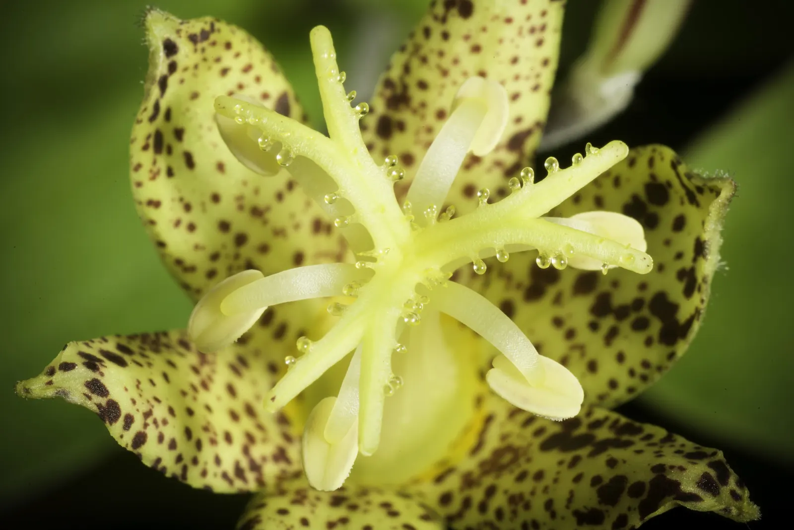 Toad Lily (Tricyrtis Hirta) — This plant requires consistent moisture, with weekly watering advised especially during dry spells; it thrives in Zones 4 through