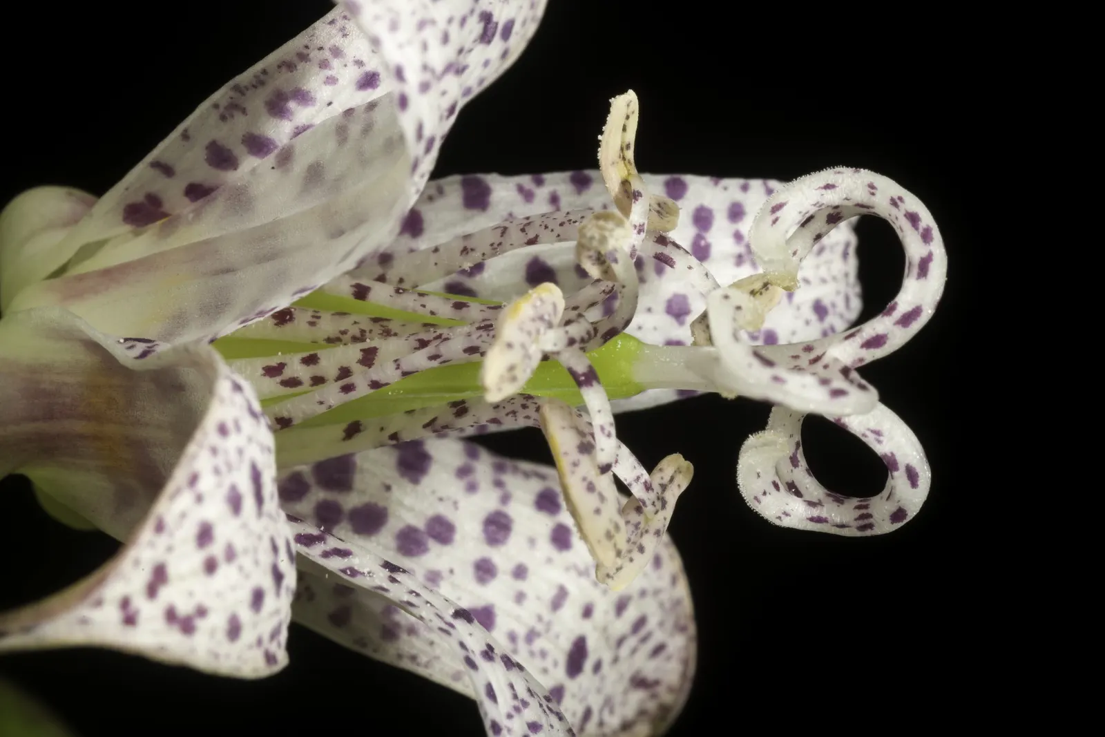 Toad Lily (Tricyrtis Hirta) — commonly known as Toad Lily; reaching 2 to 3 feet in height and spreading up to 2 feet wide