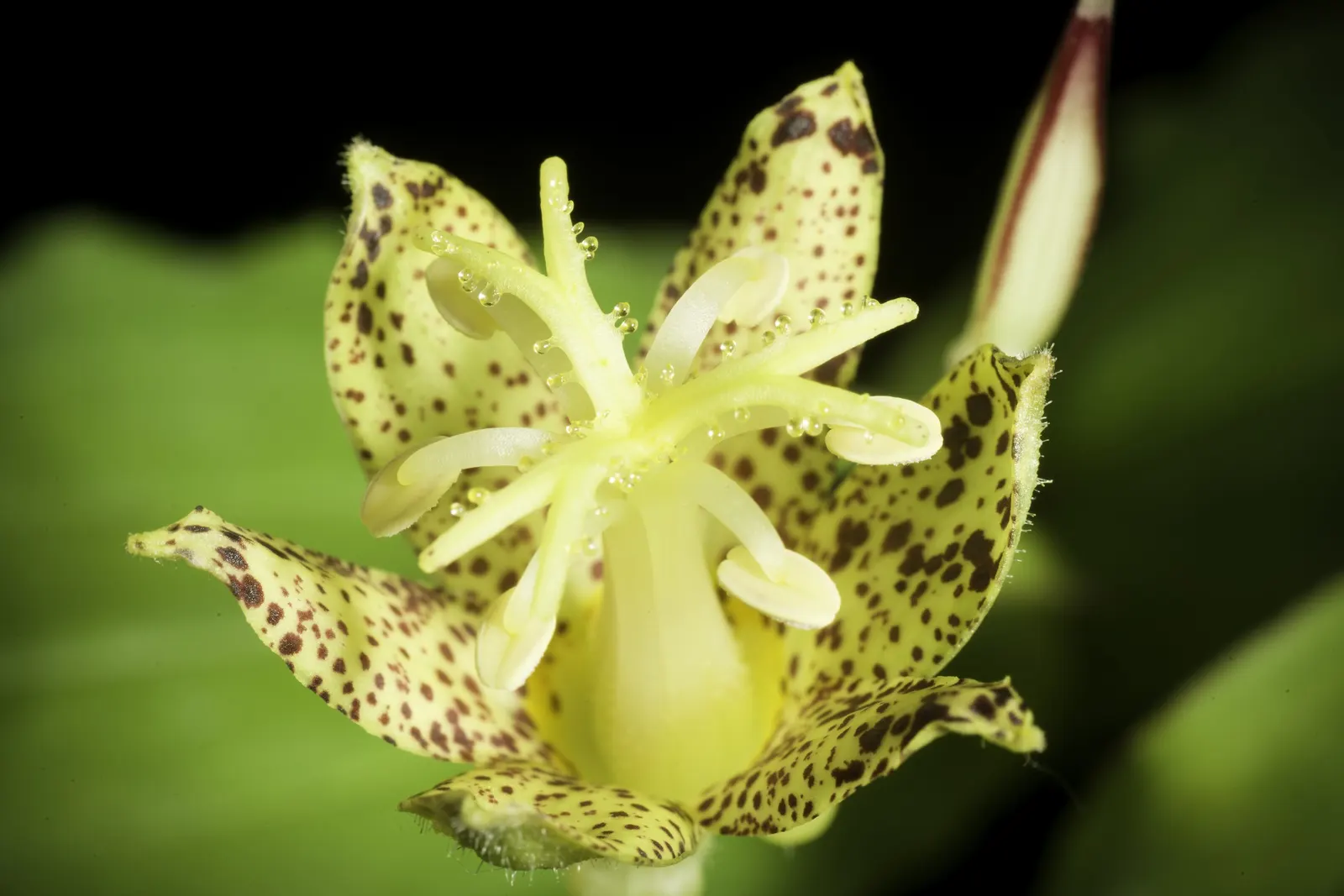 Toad Lily (Tricyrtis Hirta) — commonly known as Toad Lily; reaching 2 to 3 feet in height and spreading up to 2 feet wide, image 55