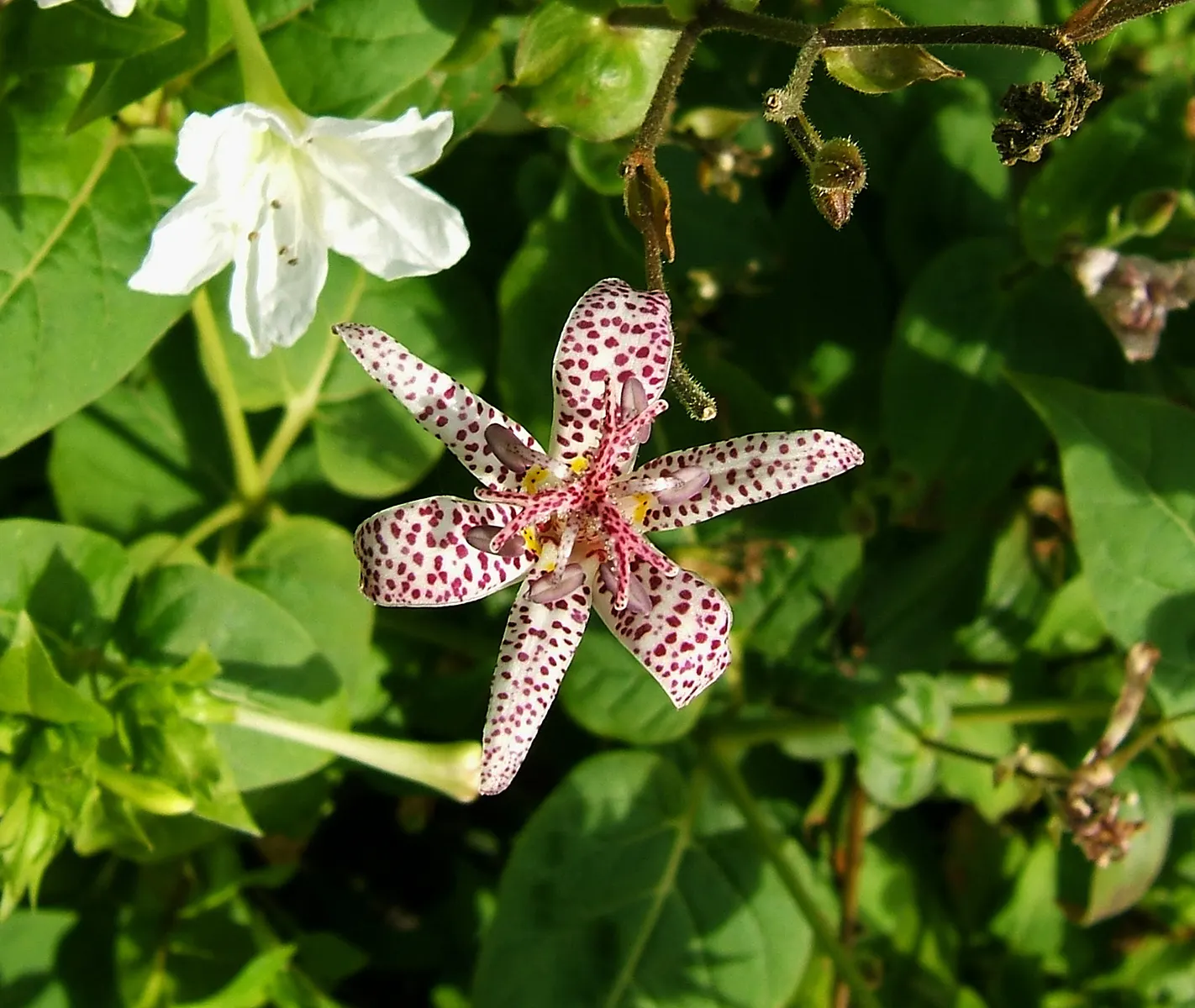 Toad Lily (Tricyrtis Hirta) — Tricyrtis hirta is sure to add intrigue and beauty to the landscape; preferring partial to full shade