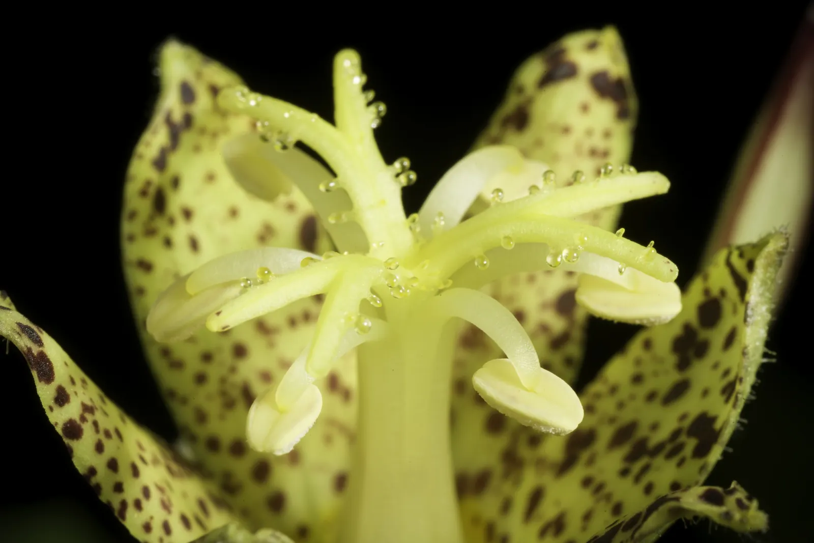 Toad Lily (Tricyrtis Hirta) — providing a burst of color when many other plants are fading; commonly known as Toad Lily