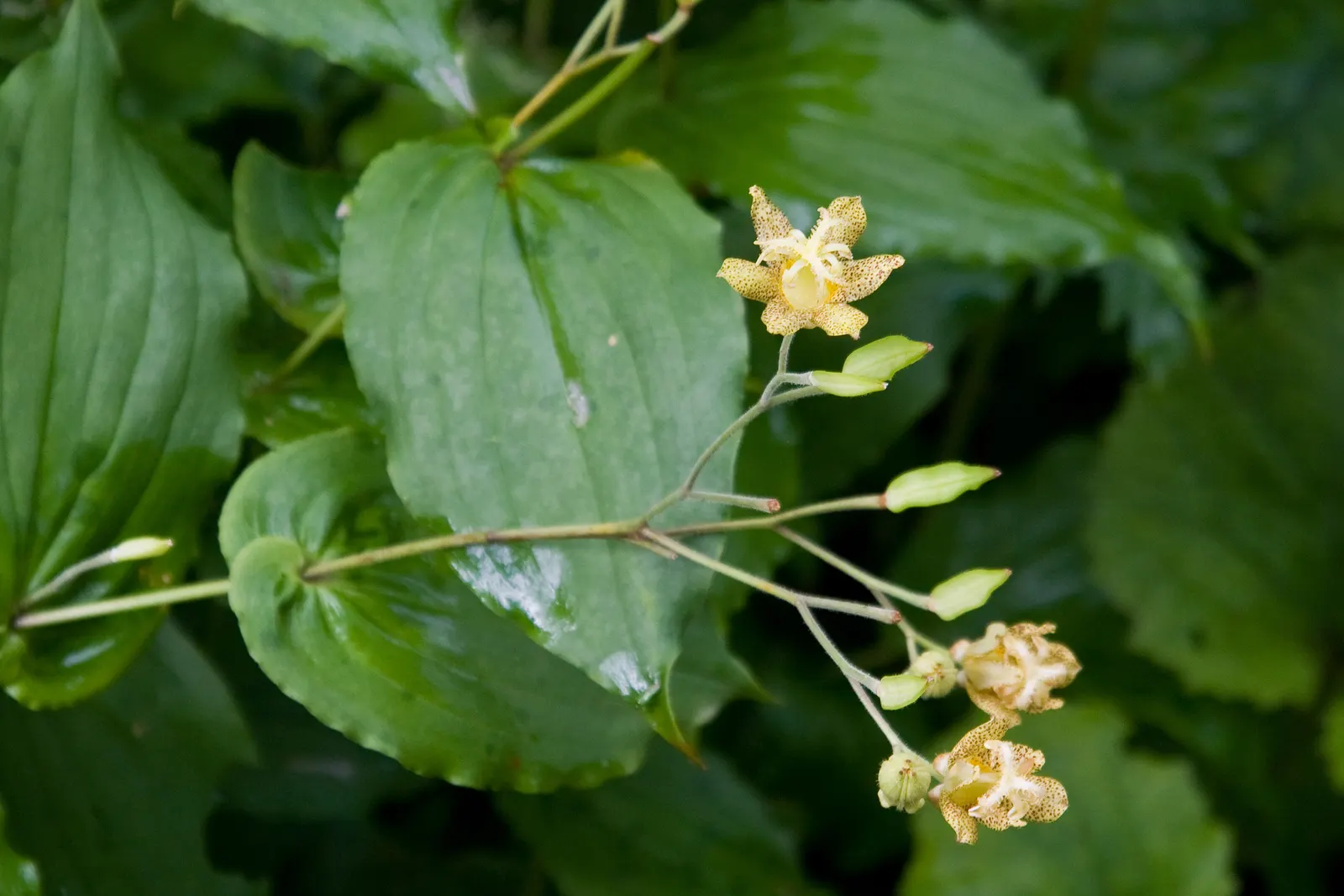 Toad Lily (Tricyrtis Hirta) — commonly referred to as Toad Lily; glossy green leaves that can be up to 6 inches long