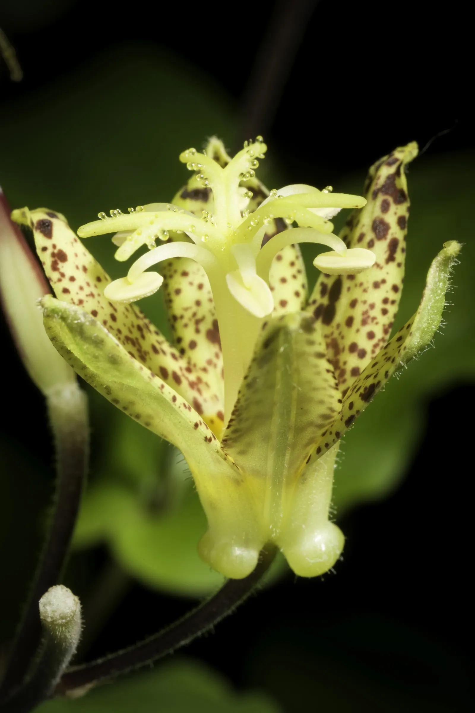 Toad Lily (Tricyrtis Hirta) — under the canopy of larger trees or even nestled on the north side of buildings; arranged in an alternating pattern along arching