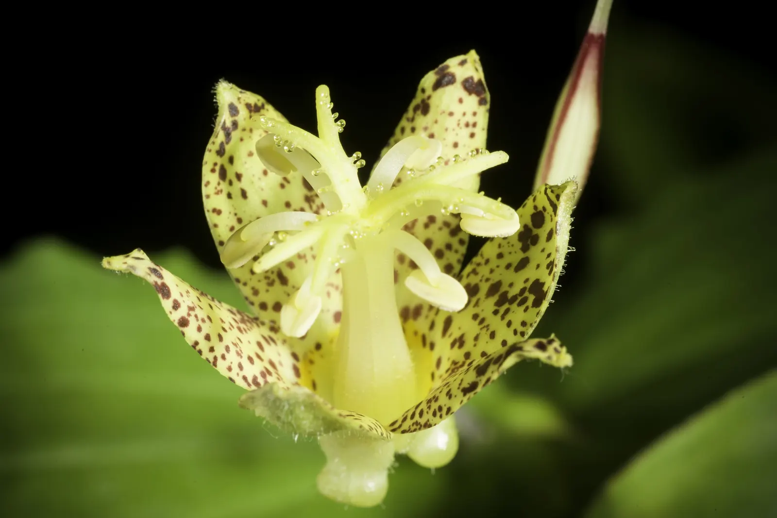 Toad Lily (Tricyrtis Hirta) — making it an ideal understory plant that adds texture and interest without dominating the space; commonly referred to as Toad Lily