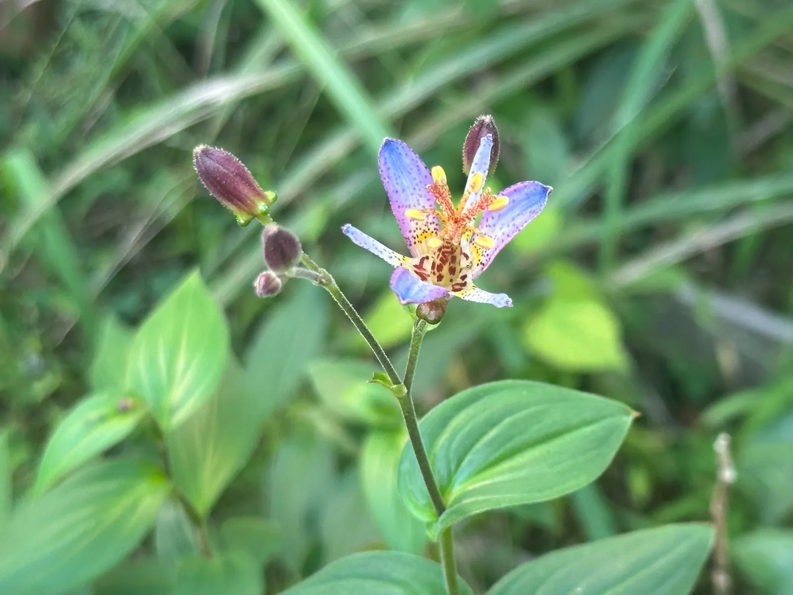 Toad Lily (Tricyrtis Hirta) — arranged in an alternating pattern along arching stems; blooming in late summer to fall, image 128