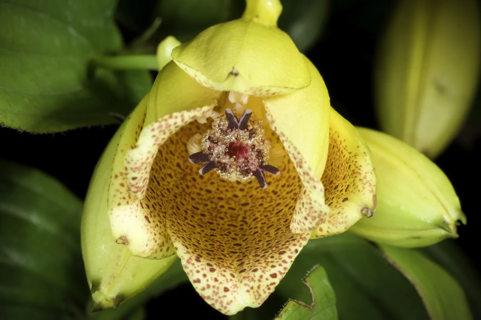 Toad Lily (Tricyrtis Hirta) — Hardy in zones 4-9, it offers late-season interest; this unique plant demands well-draining soil rich in organic, image 60