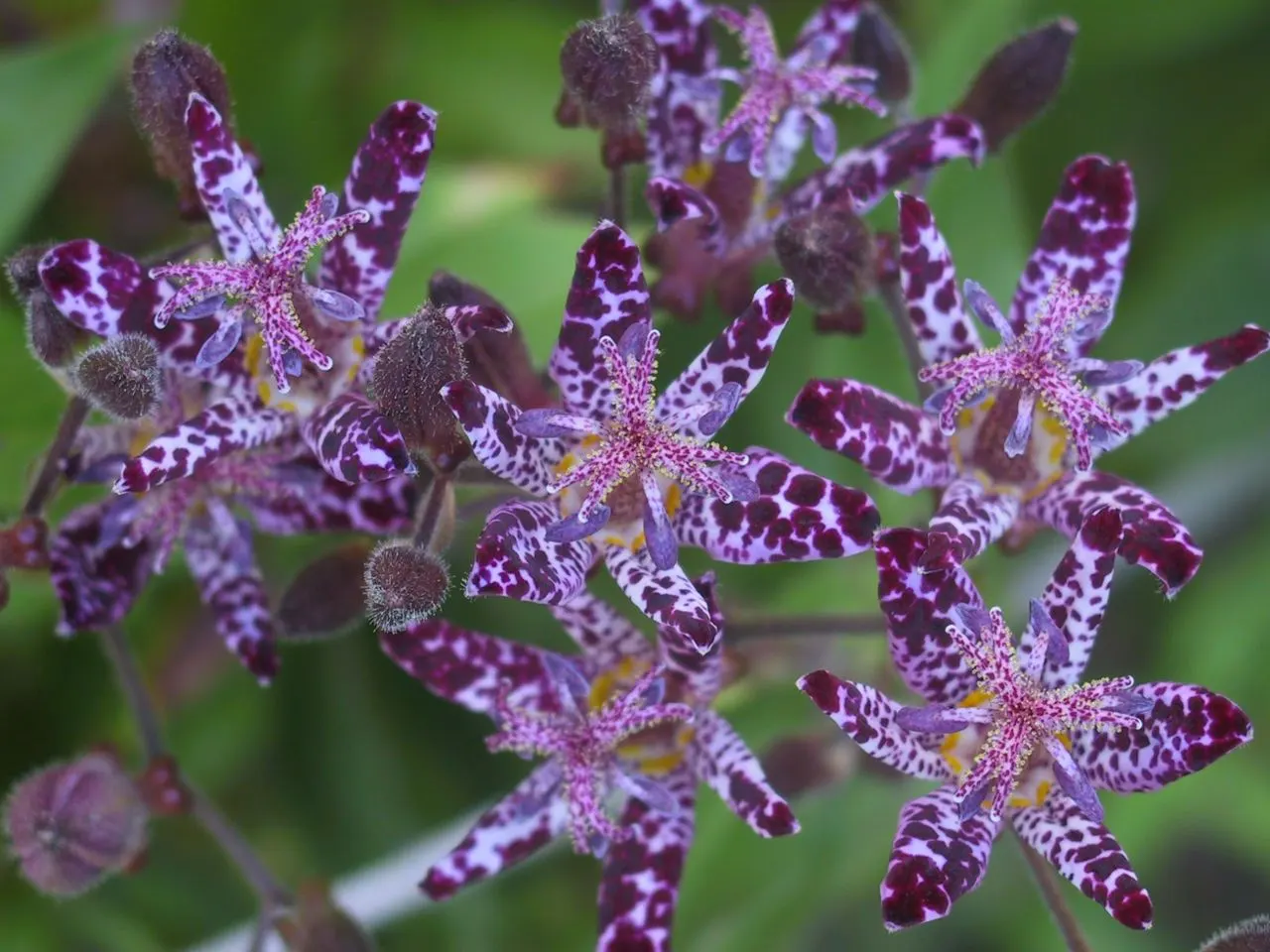 Toad Lily (Tricyrtis Hirta) — multi-colored and purple and red and white flowers in the garden