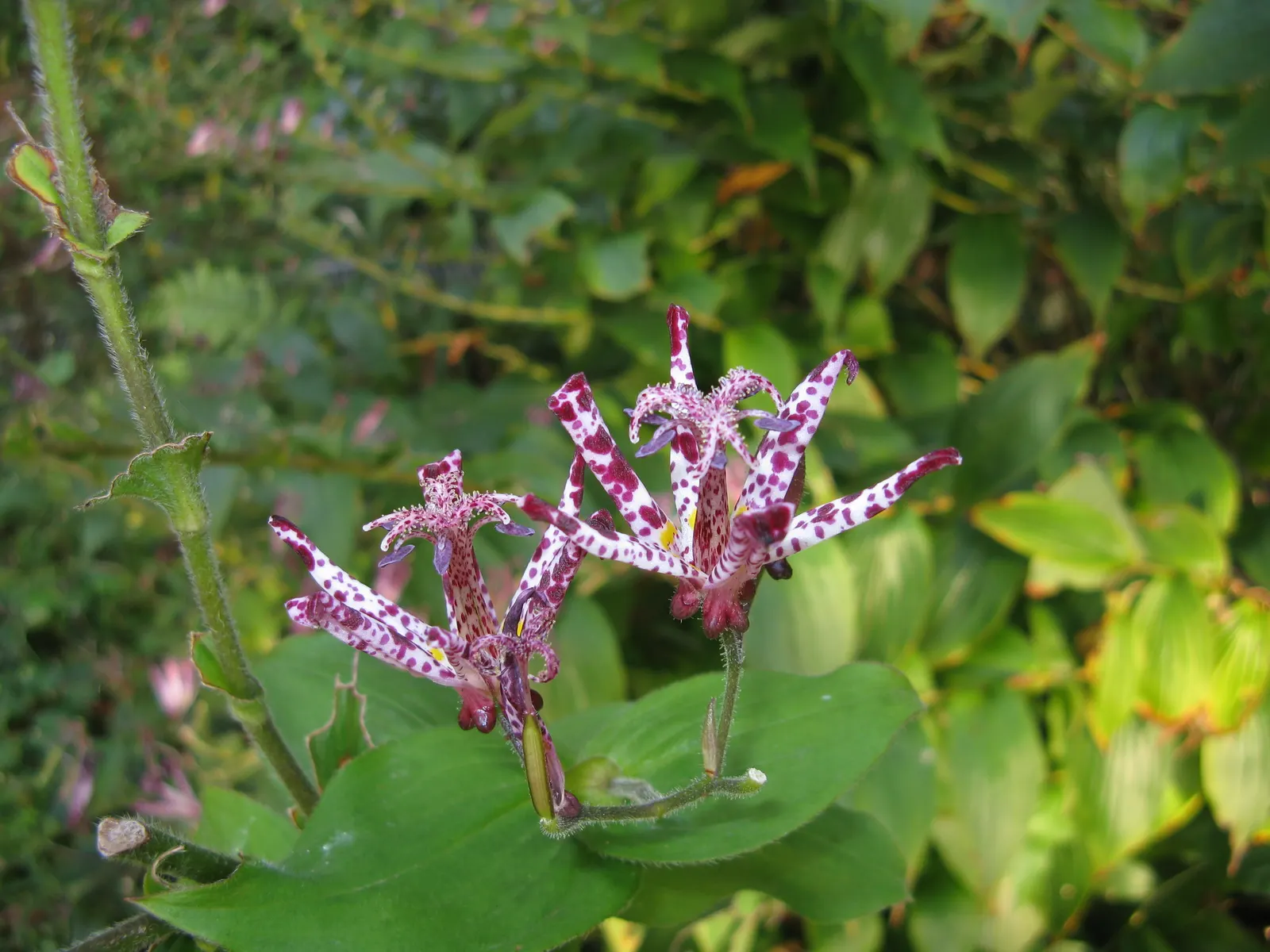 Toad Lily (Tricyrtis Hirta) — perennial with multi-colored and purple and red and white blooms