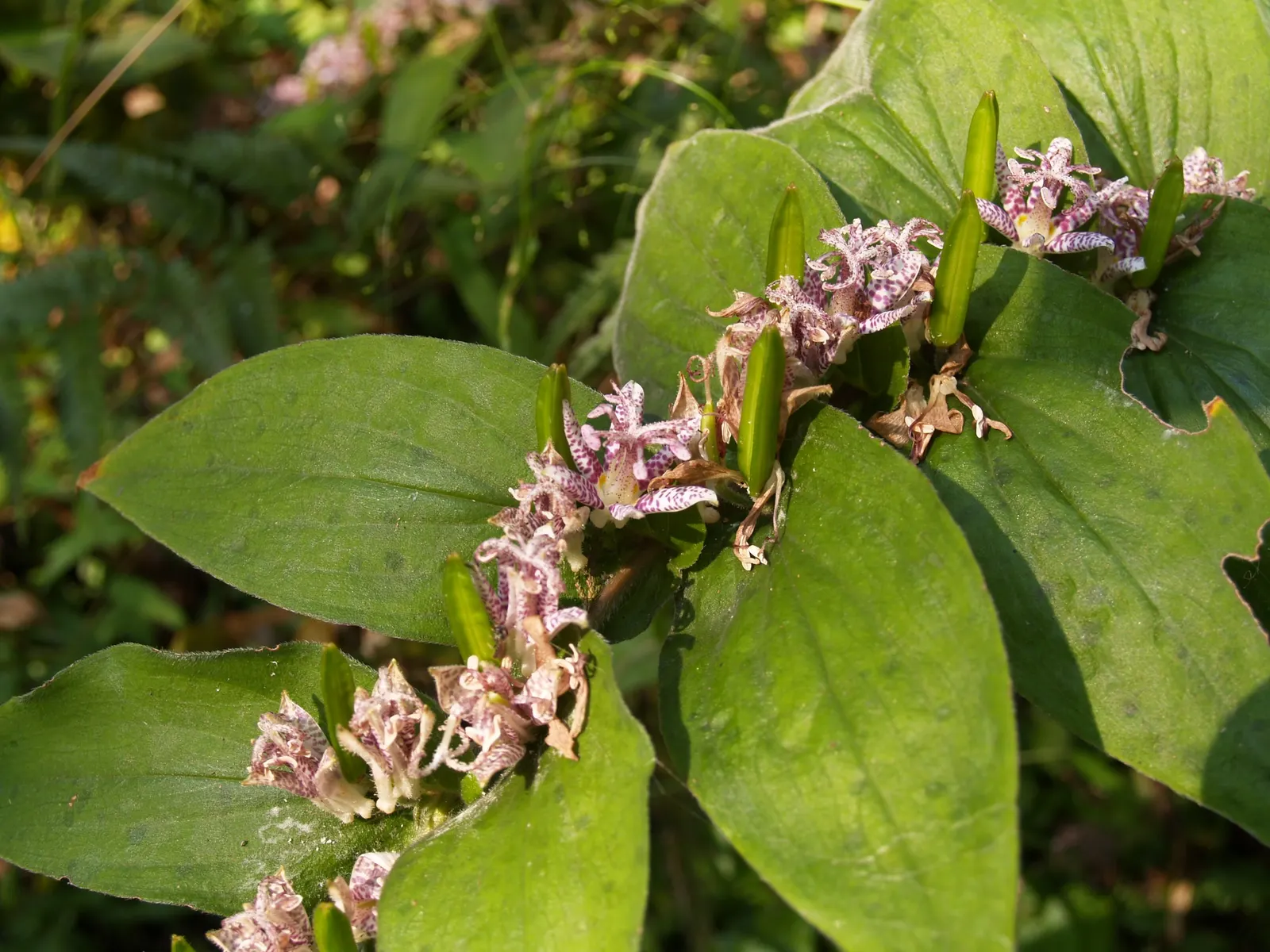 Toad Lily (Tricyrtis Hirta) — or interspersed among ferns and hostas