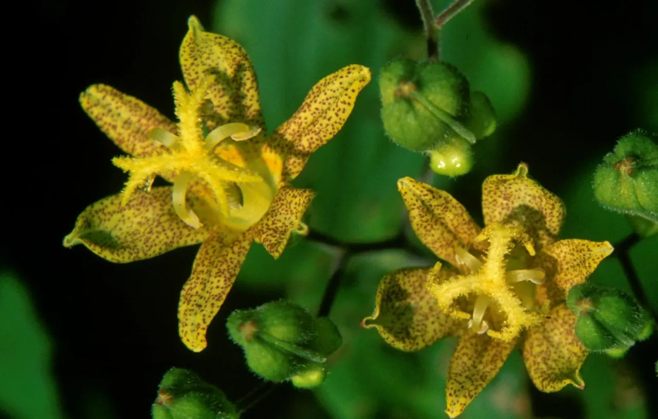 Toad Lily (Tricyrtis Hirta) — providing a burst of color when many other plants are fading