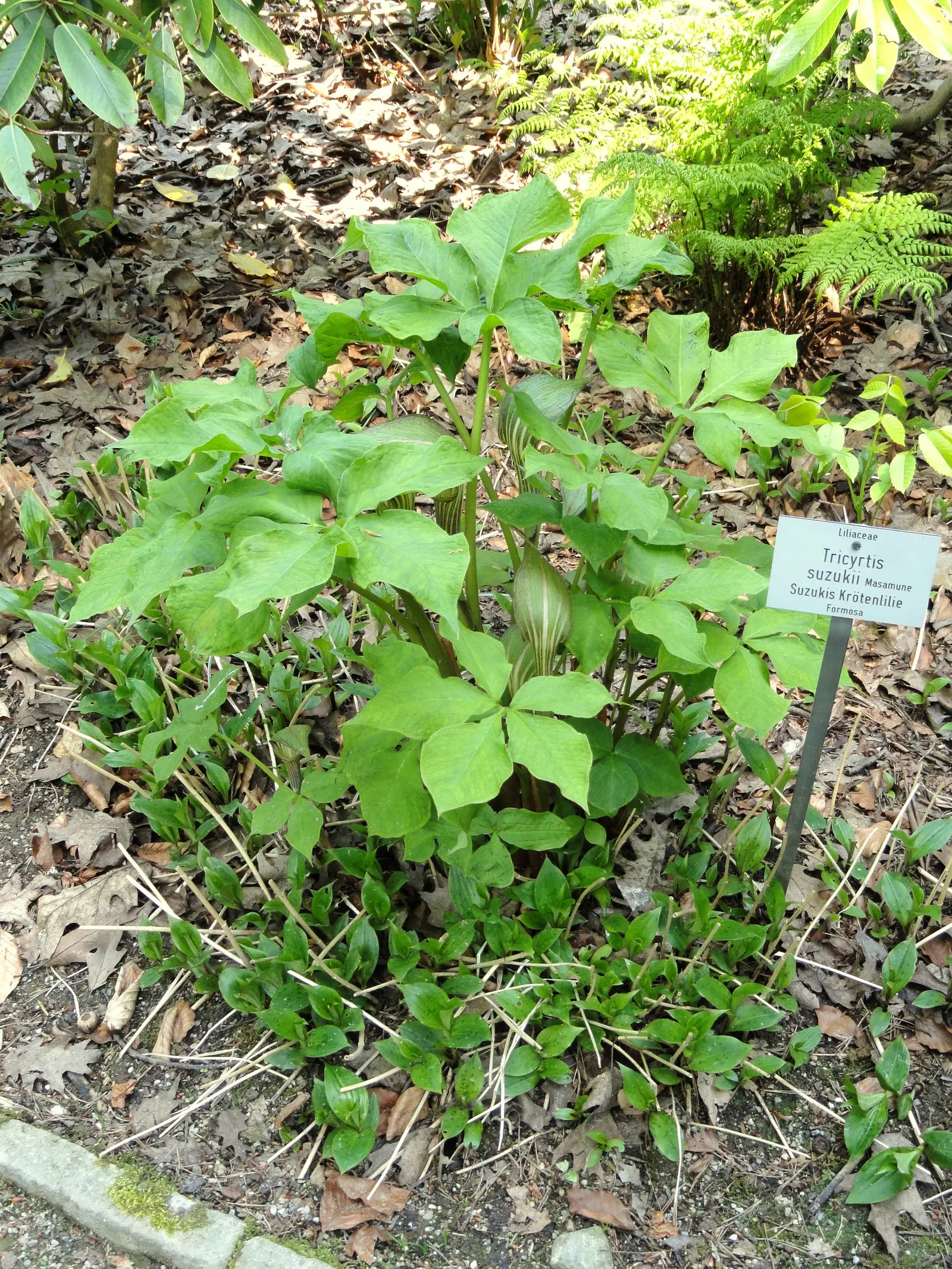 Toad Lily (Tricyrtis Hirta) — glossy green leaves that can be up to 6 inches long