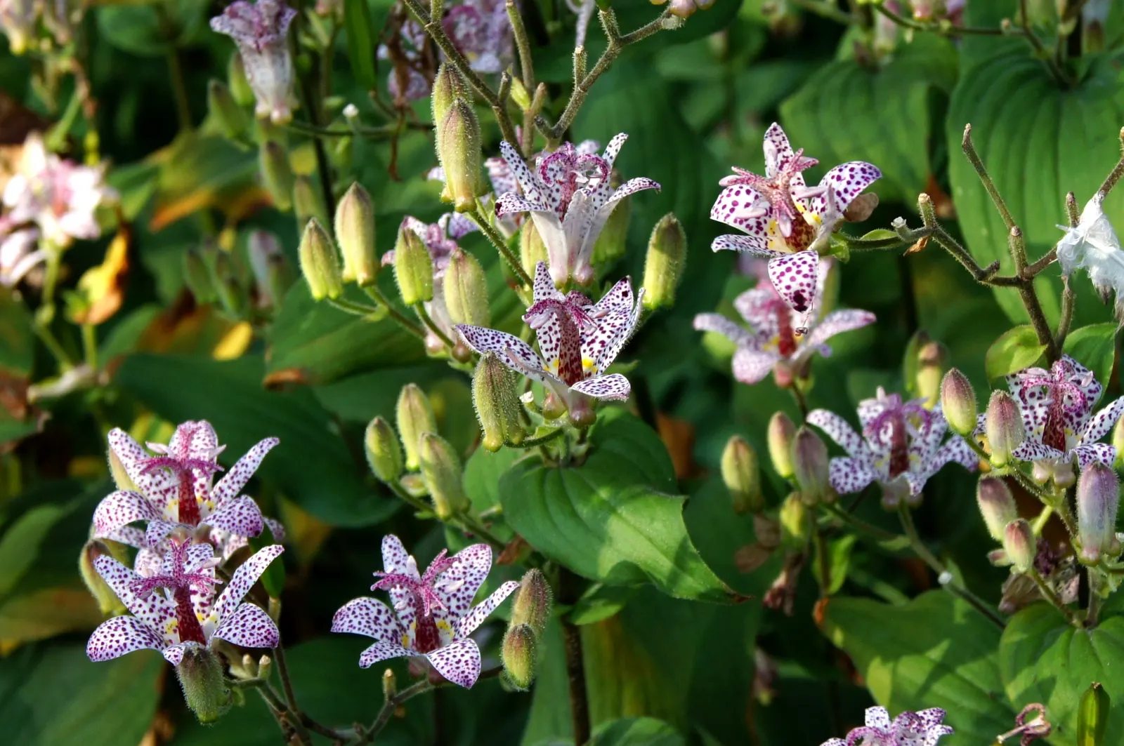 Toad Lily (Tricyrtis Hirta) — Flower colors range from white to lavender; is a remarkable perennial that adds a touch of exotic elegance to any, image 125